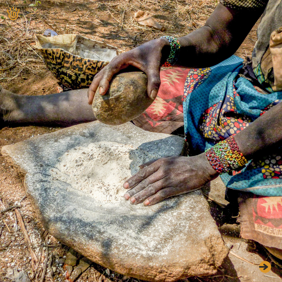 A close view of crushed baobab fruits on a stone, and a hand of a Hadzabe woman holding the smashing stone