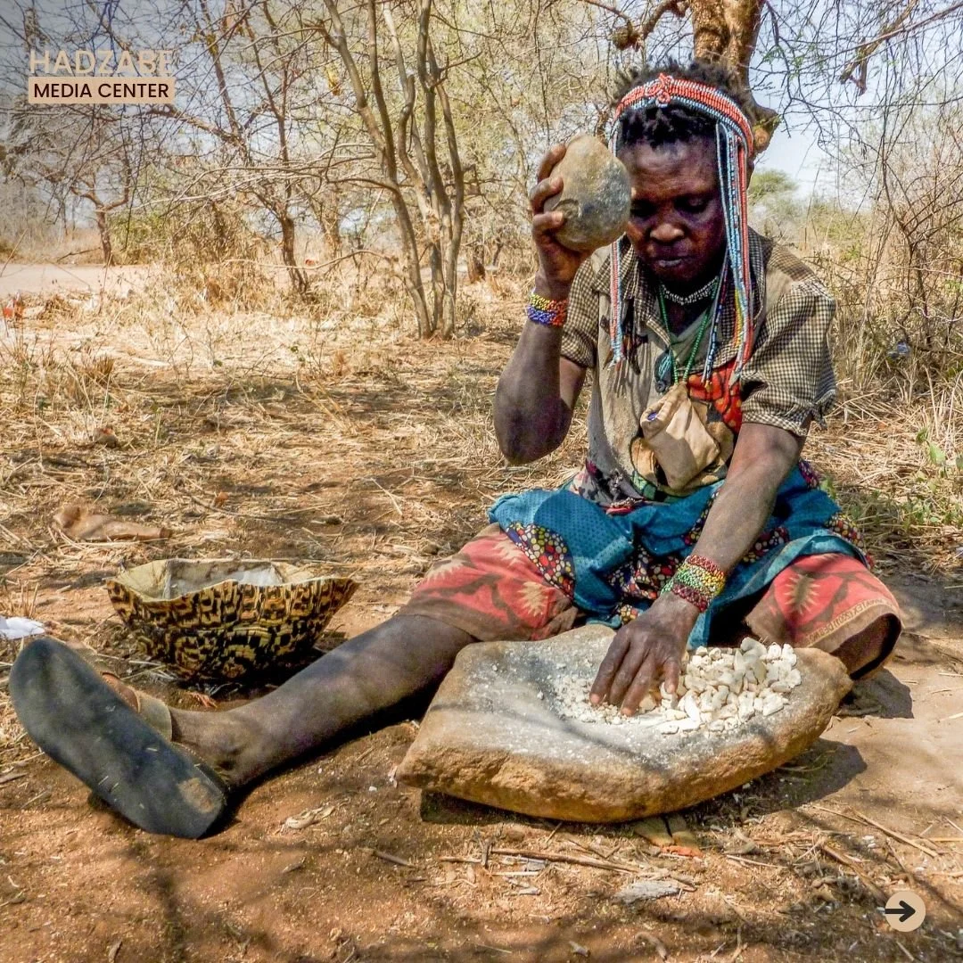 A picture showing a Hadzabe woman crushing baobab fruits against a stone as she prepares a traditional nutritious juice from it 