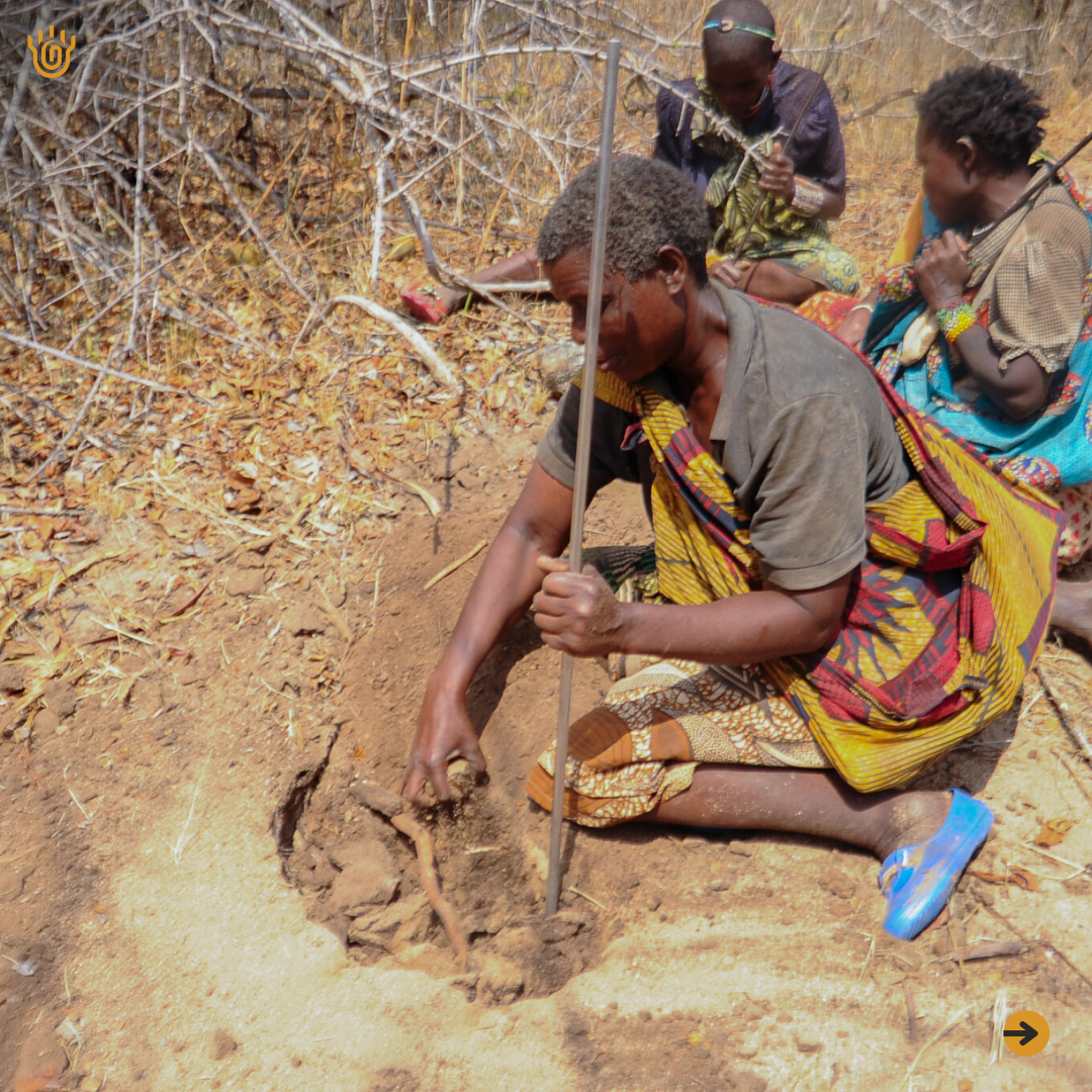 A picture showing a group of Hadzabe women with sticks digging for roots