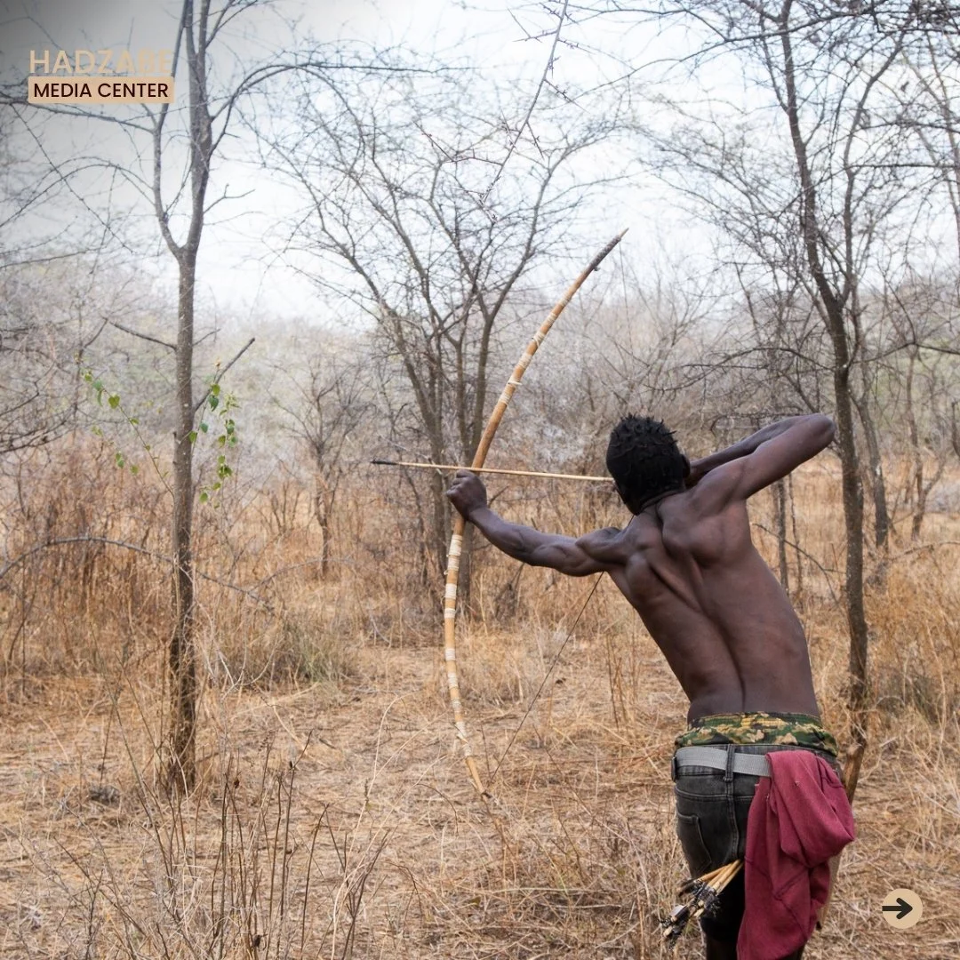 A picture of a Hadzabe man aiming at something in the bushes with his bow and arrow