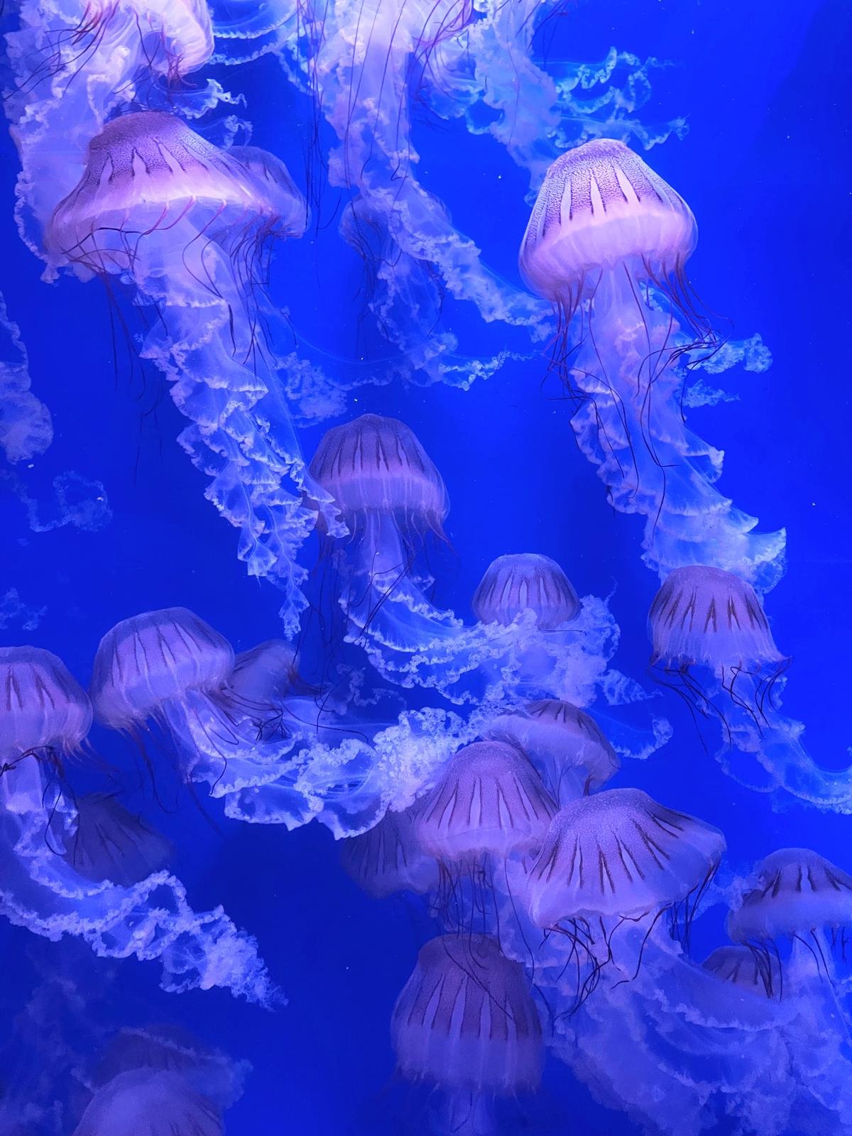 Jelly fish in aquarium
