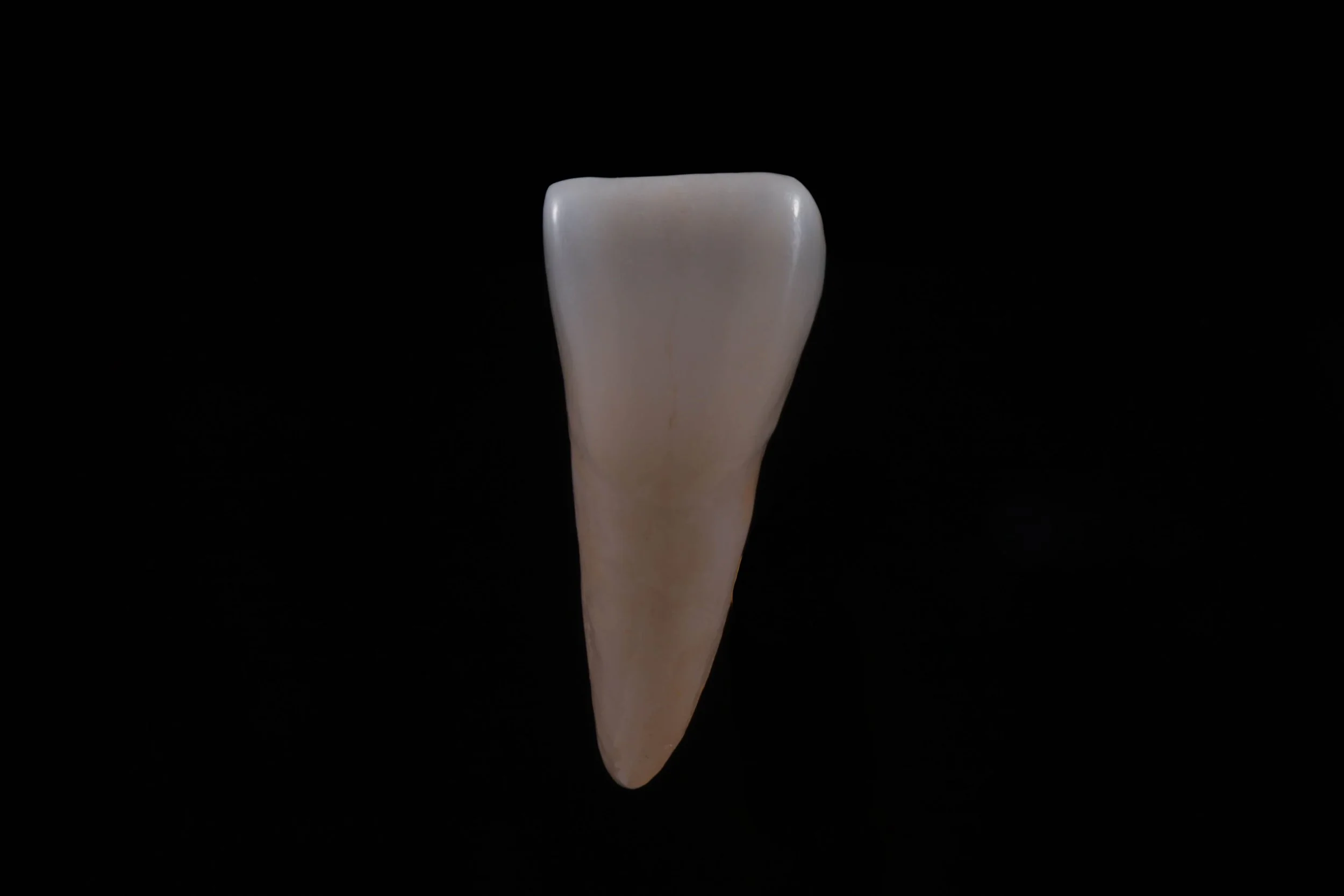 A single large shark tooth against a black background.