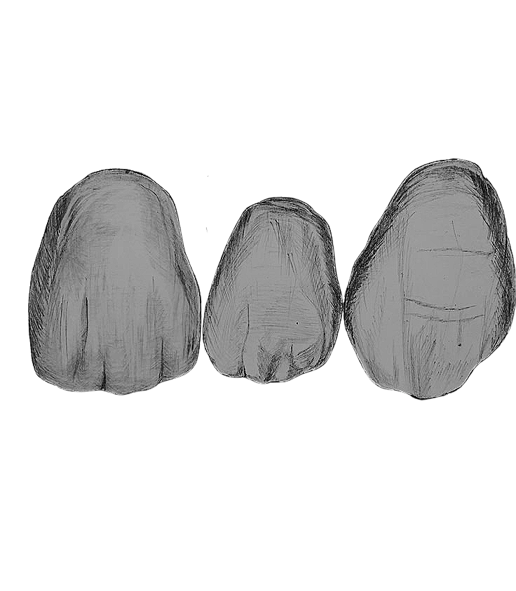 Drawing of three animal teeth, likely canine or incisor teeth.