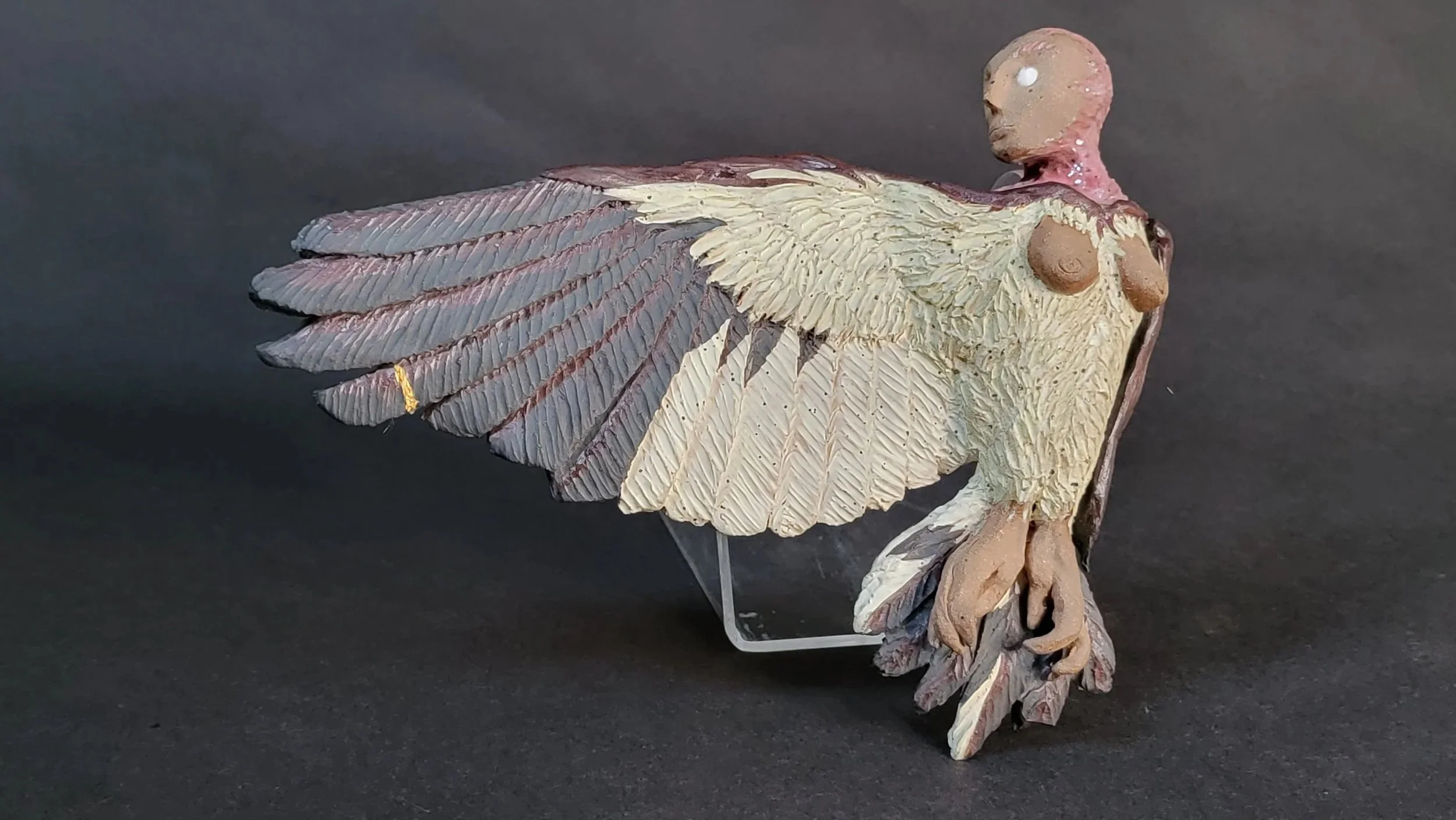 Red Headed Woodpecker Harpy Prepared Specimen