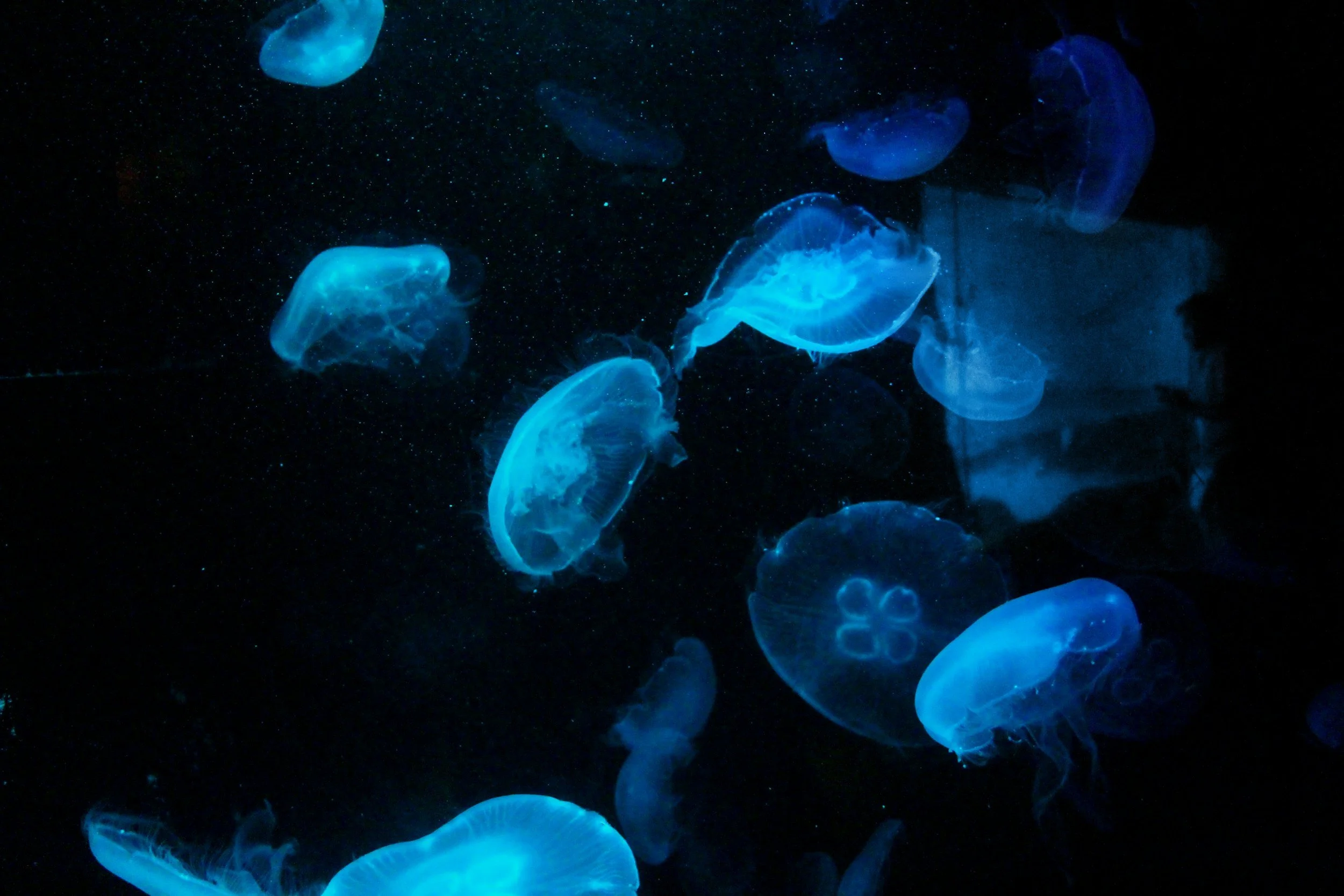 Multiple glowing jellyfish swimming in dark water.