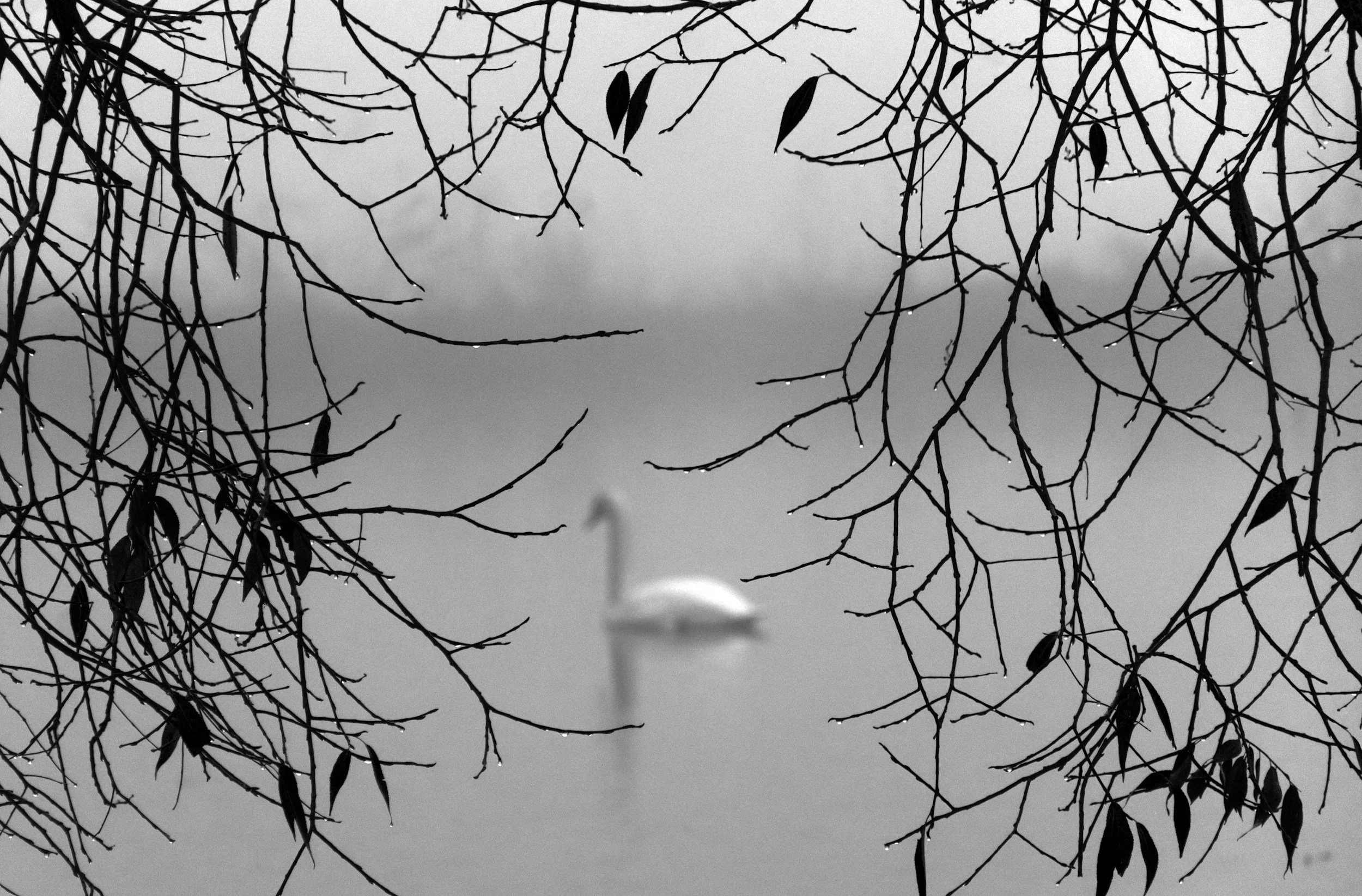 A black-and-white image showing a barren tree with some leaves. In the background, out of focus, there is a swan on the water, and the sky appears cloudy or foggy.