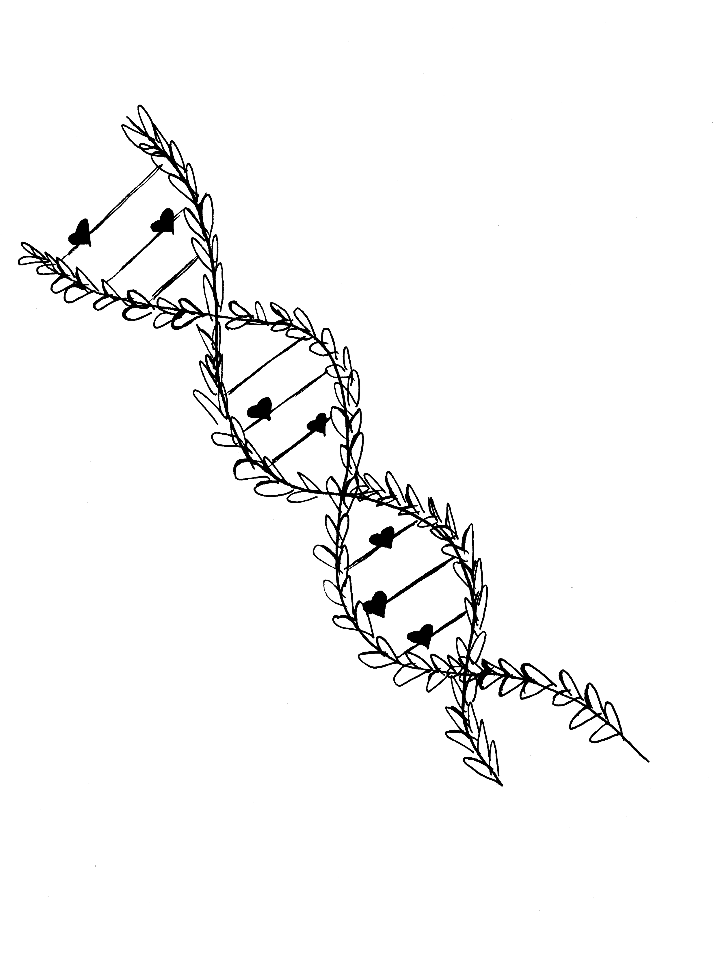 Outline drawing of a DNA double helix made of intertwined laurel branches and small hearts, set against a black background with small white dots resembling stars. Drawing by Rianne Vestuto.