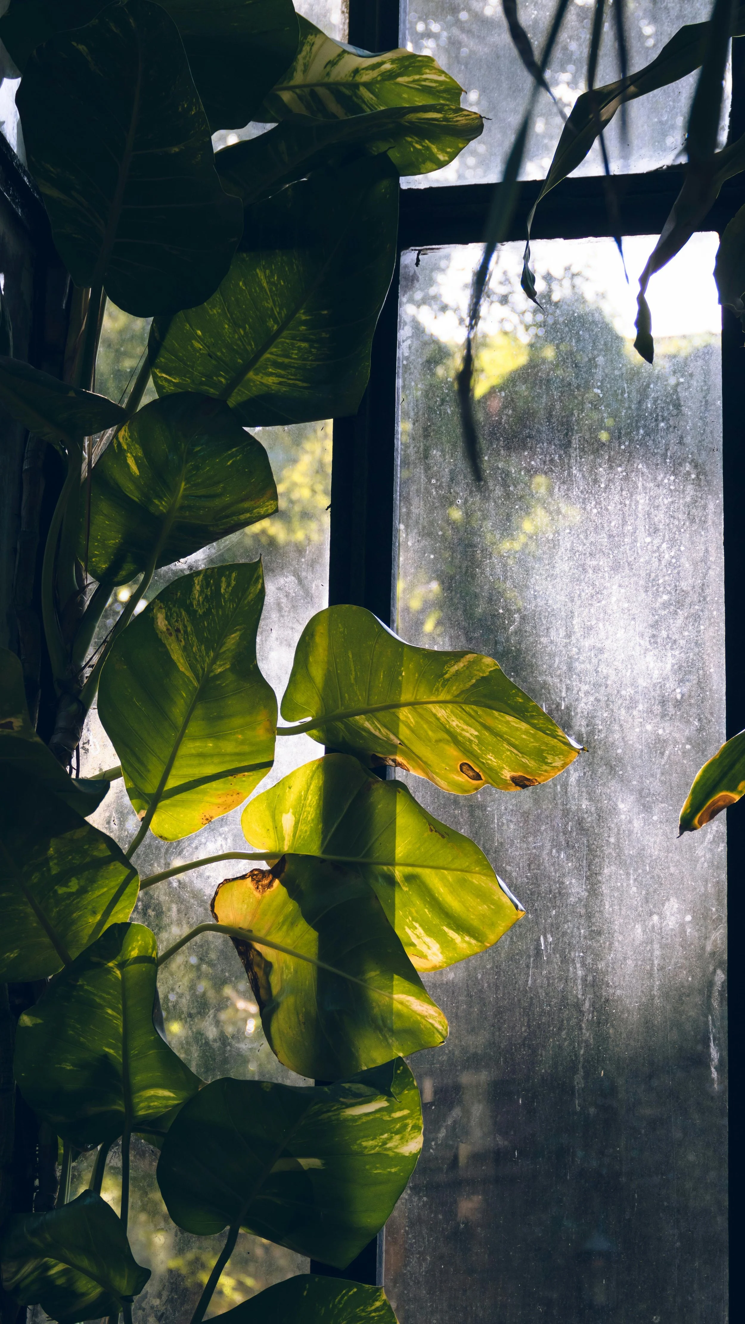 Indoor scene featuring green leafy houseplants near a window.