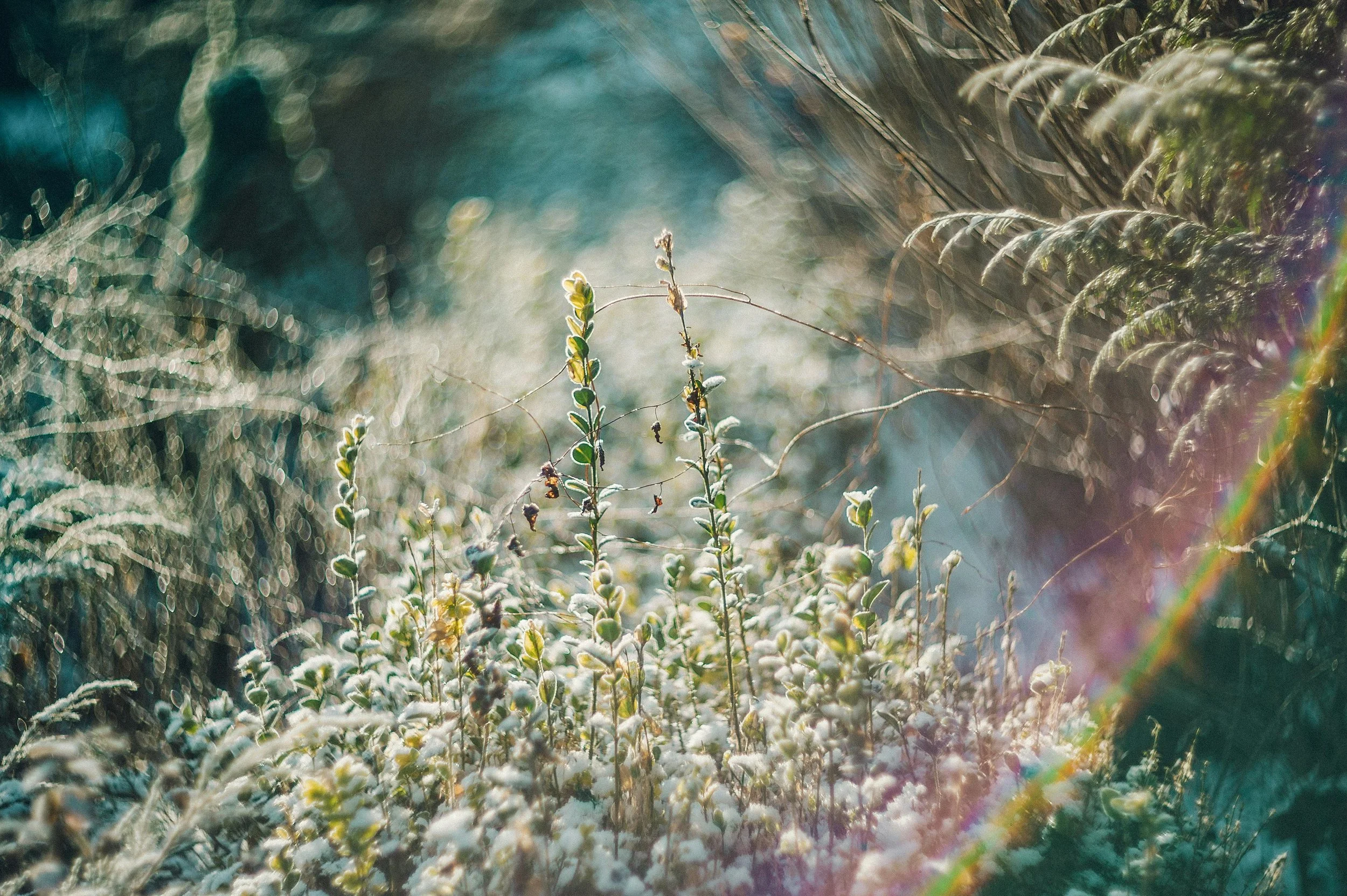 Sunlit wild plants and moss-covered ground in a forest with a rainbow lens flare.