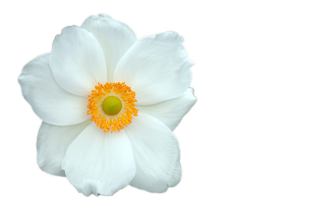 Close-up of a white flower with yellow and orange center and five petals.