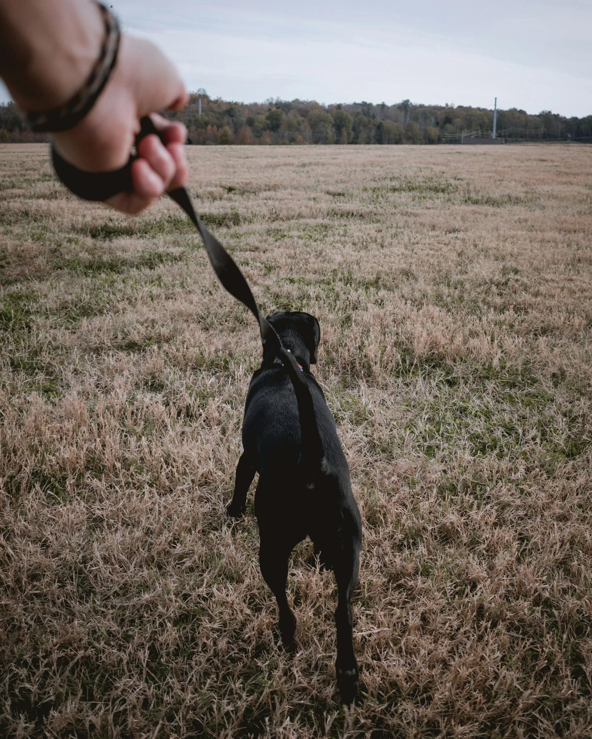 Embark East Lothian dog training classes