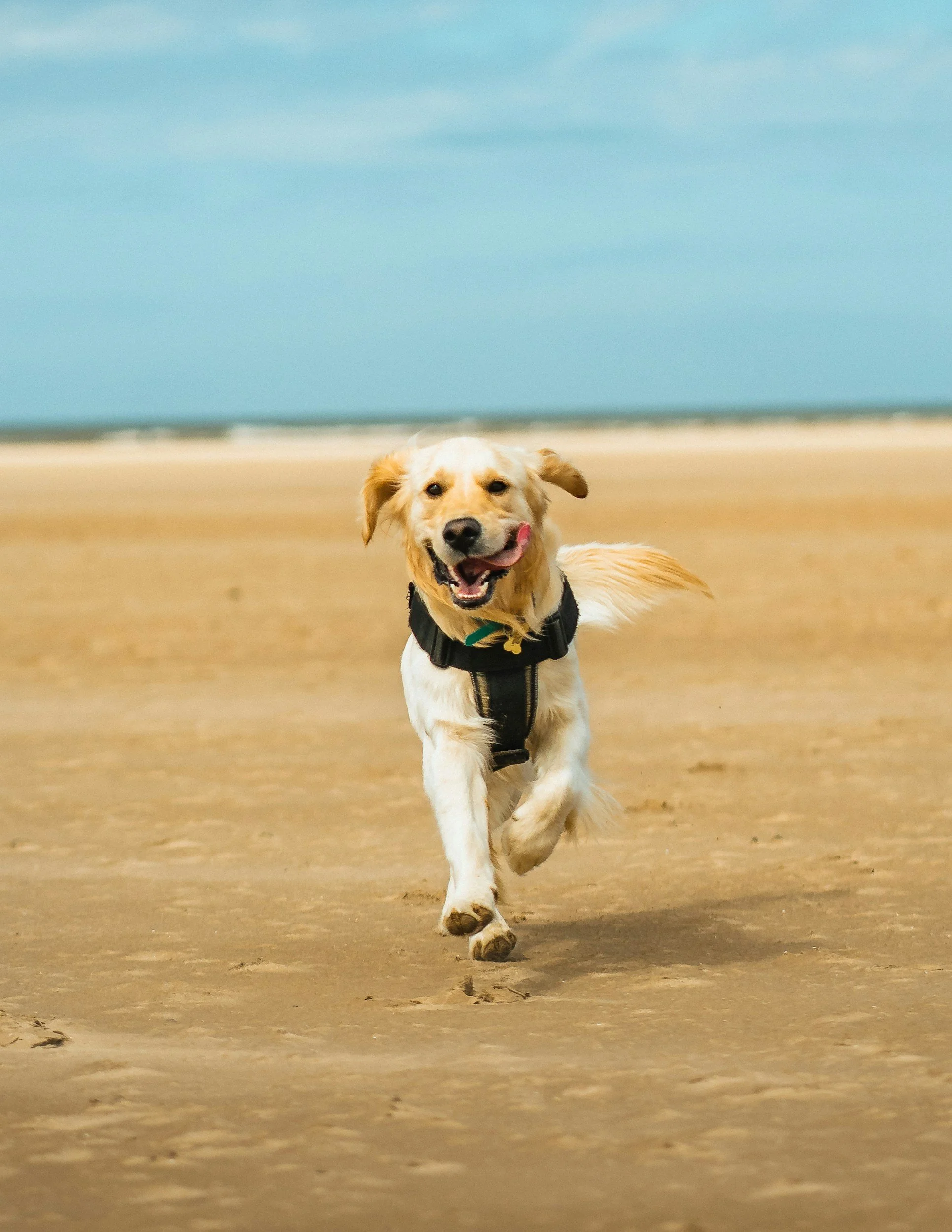 East Lothian Dog Training recall Seminar