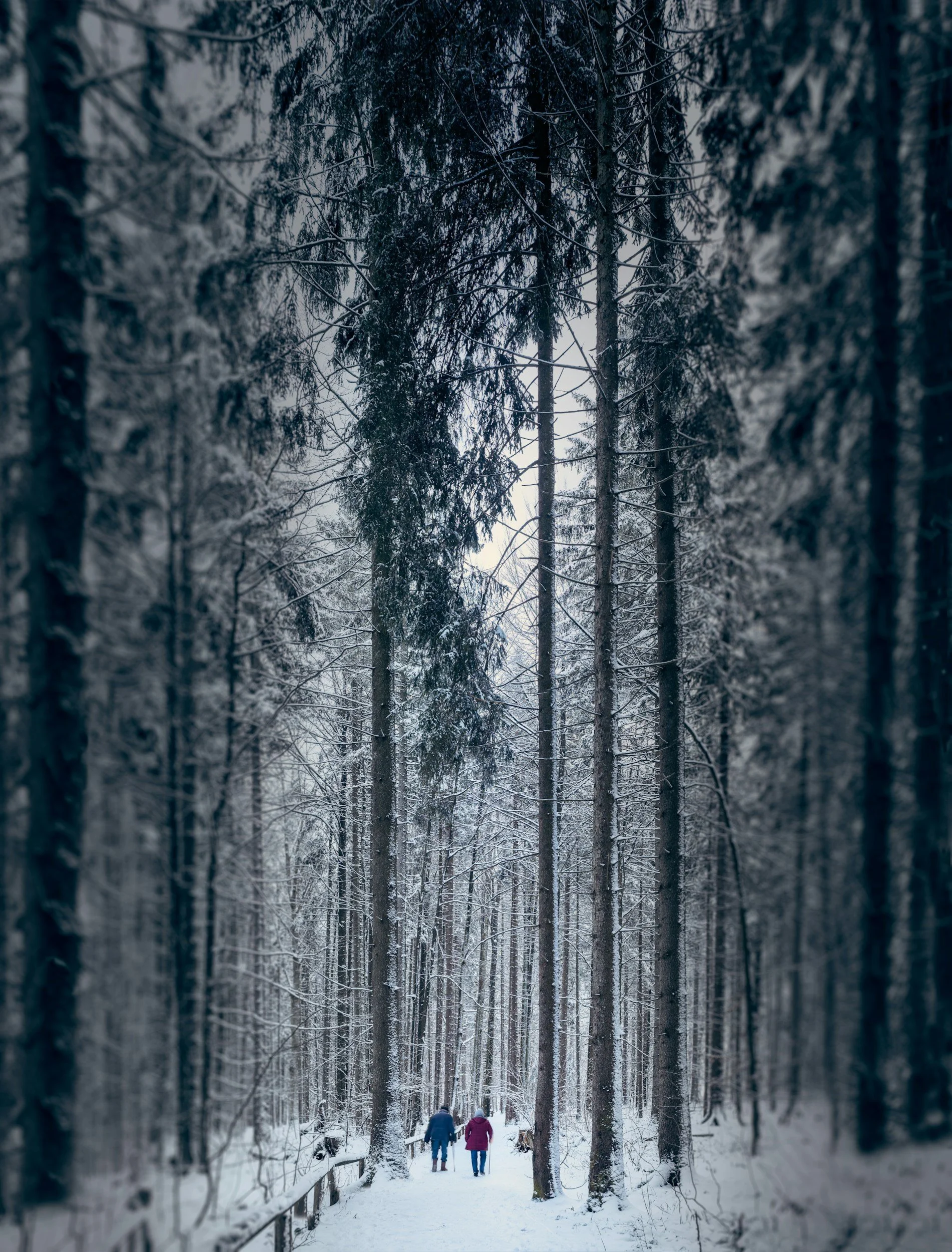 Two people walk on a snow-covered trail through a dense, snowy forest with tall trees.