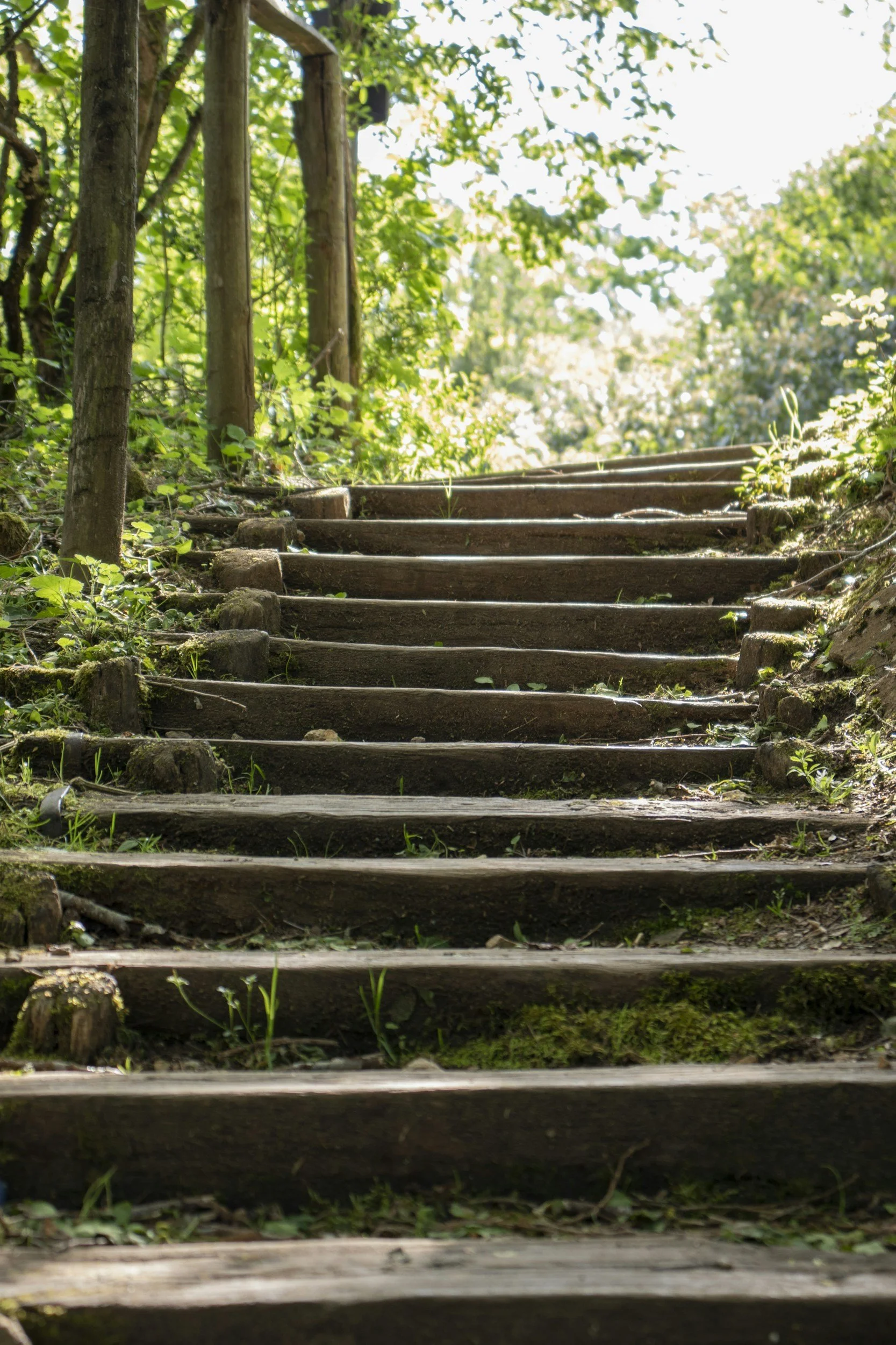 Wooden steps leading up through a lush green forest, with sunlight filtering through the trees.
