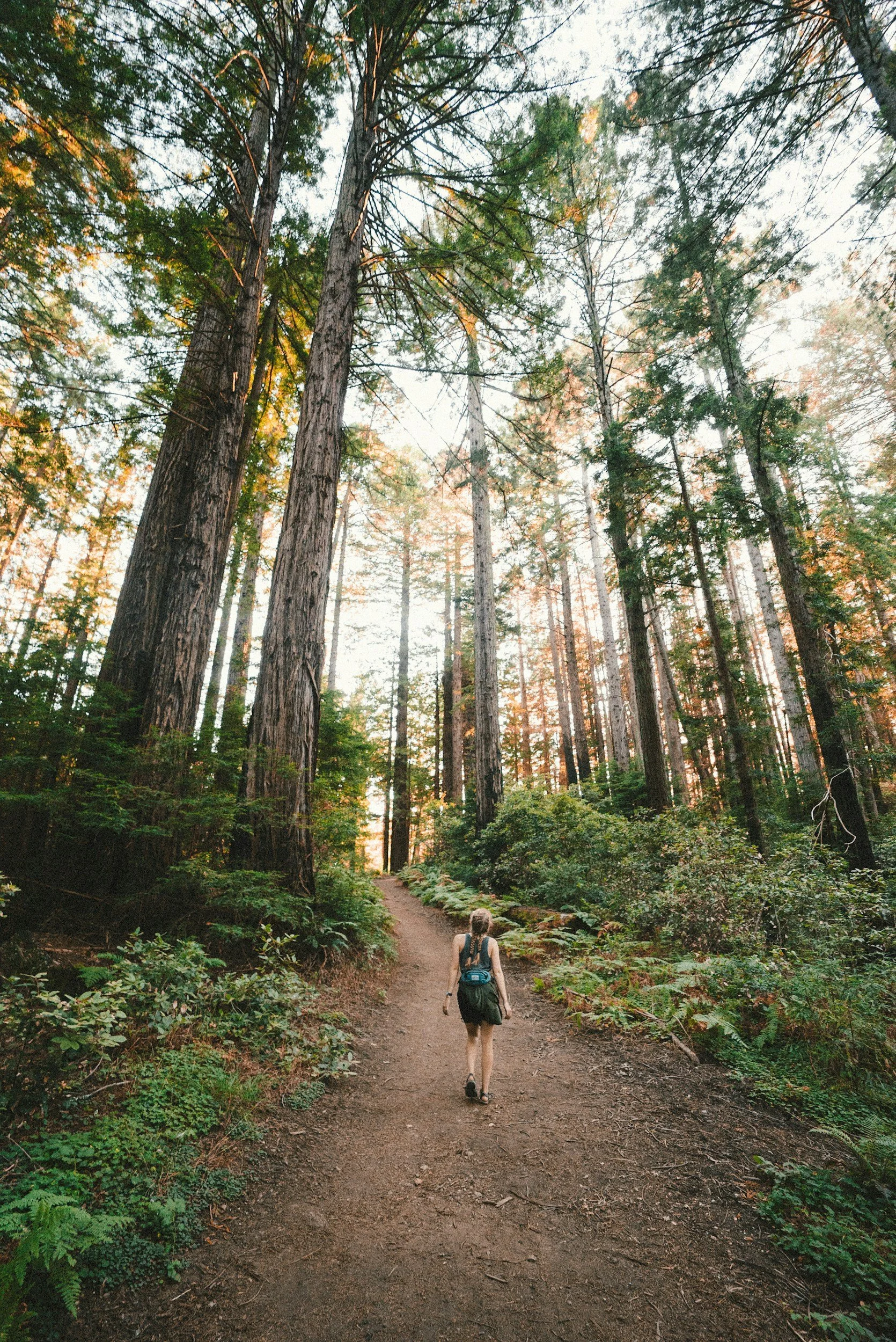 A person hiking on a dirt trail through a dense forest with tall trees and green foliage.