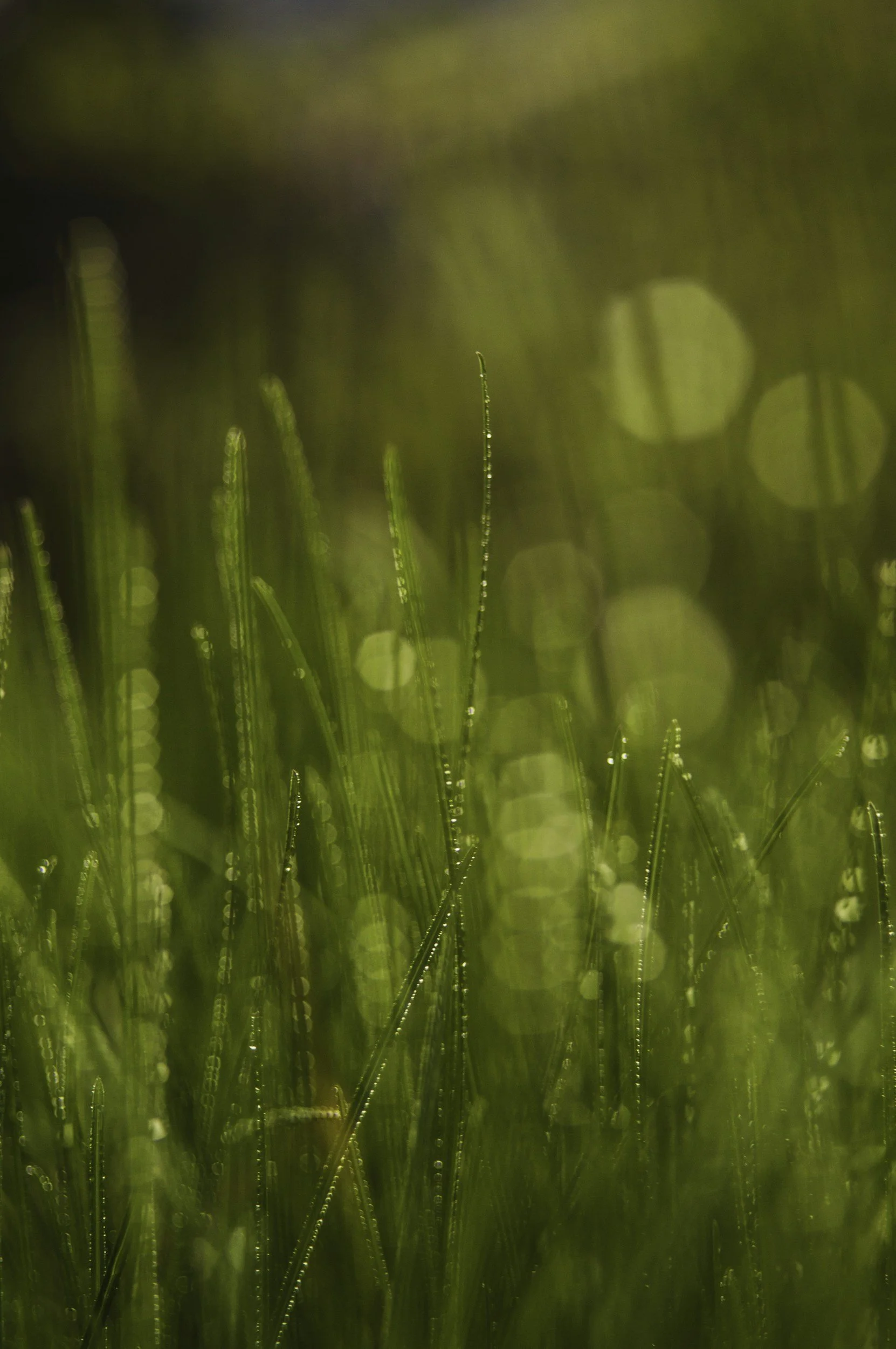 Close-up of green grass blades with dew drops, backlit by sunlight, creating a warm, glowing bokeh effect.