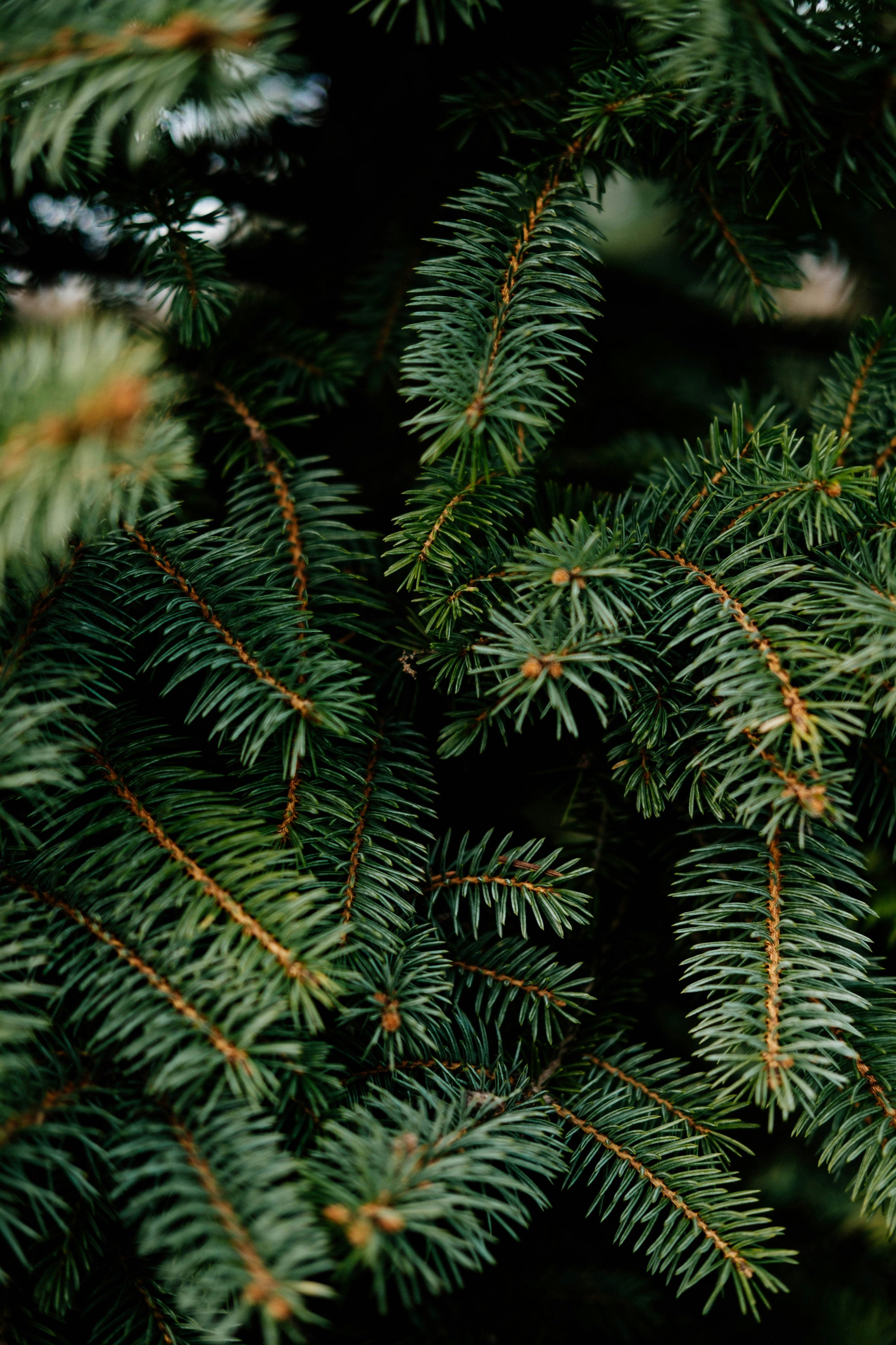 Close-up of dark green pine tree branches with needle-like leaves.
