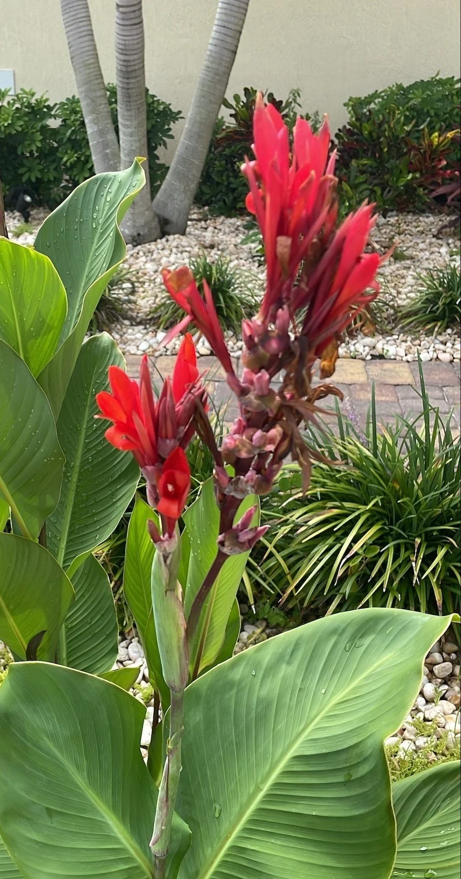 Tall Red and Orange Mix Canna Lily - Seeds