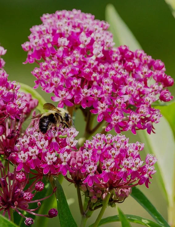 Pink Swamp Milkweed - Seeds