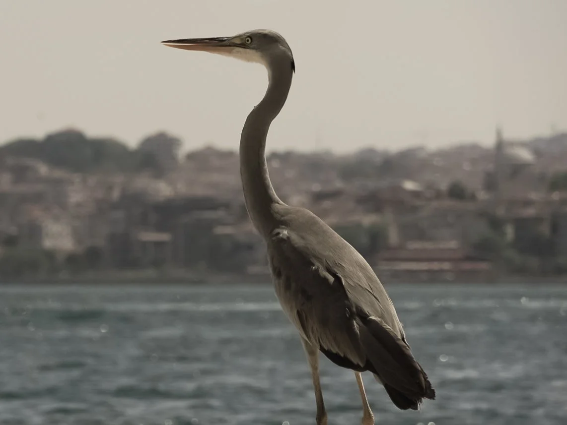 Ein grauer Reiher steht am Ufer eines Flusses mit einer Stadt im Hintergrund.