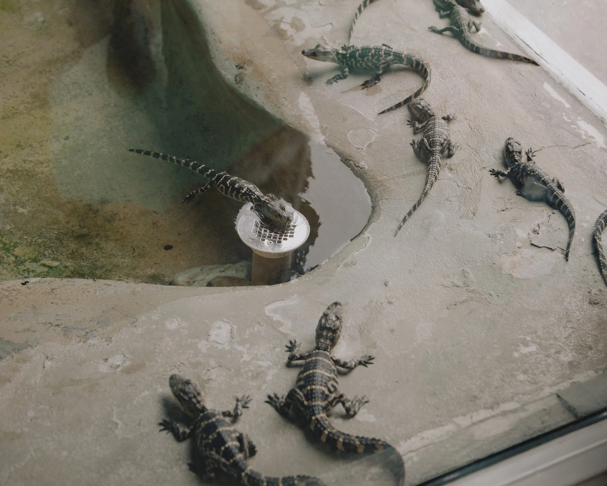 Infant Alligators. Orlando, Florida.