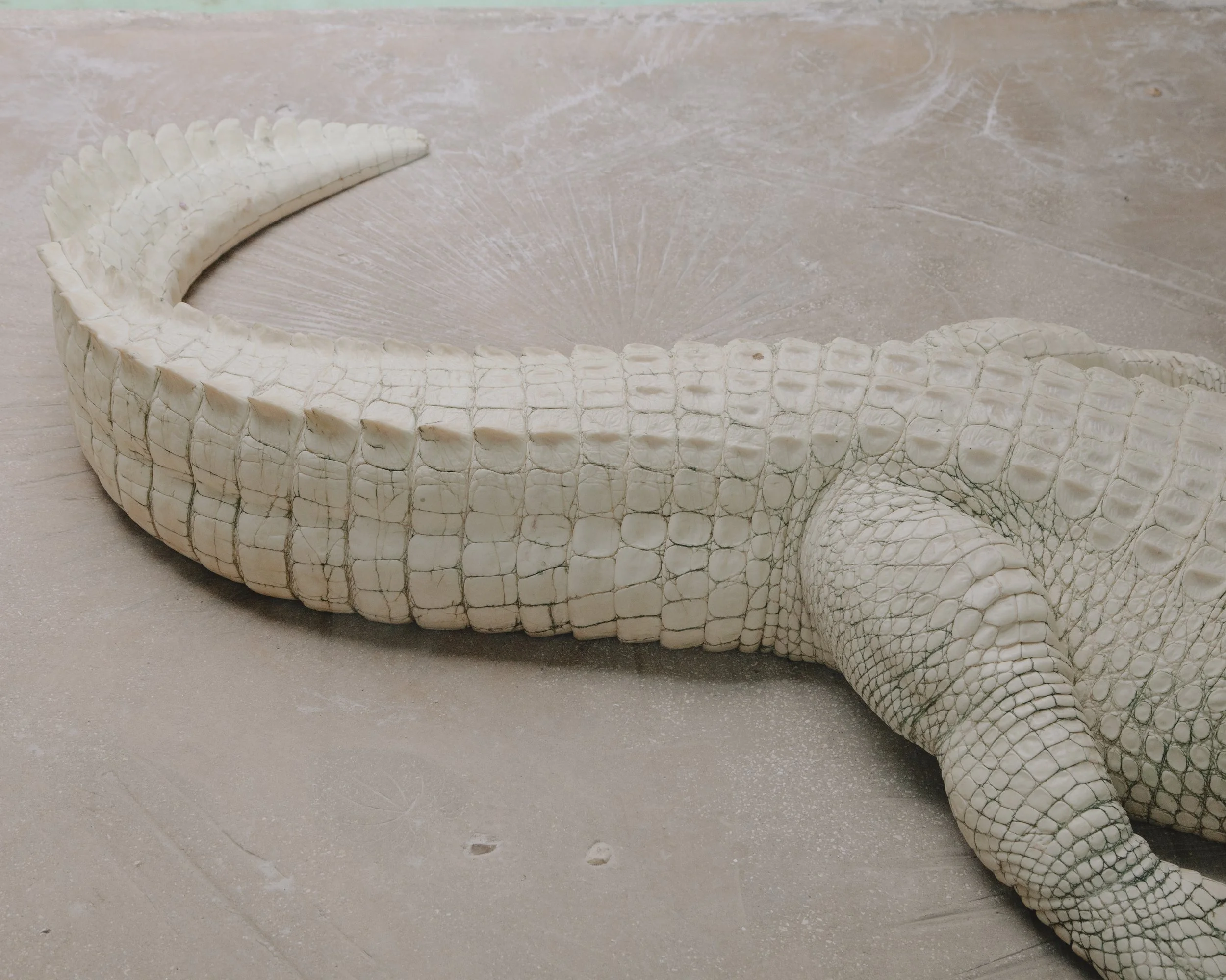 Albino Alligator. Orlando, Florida.