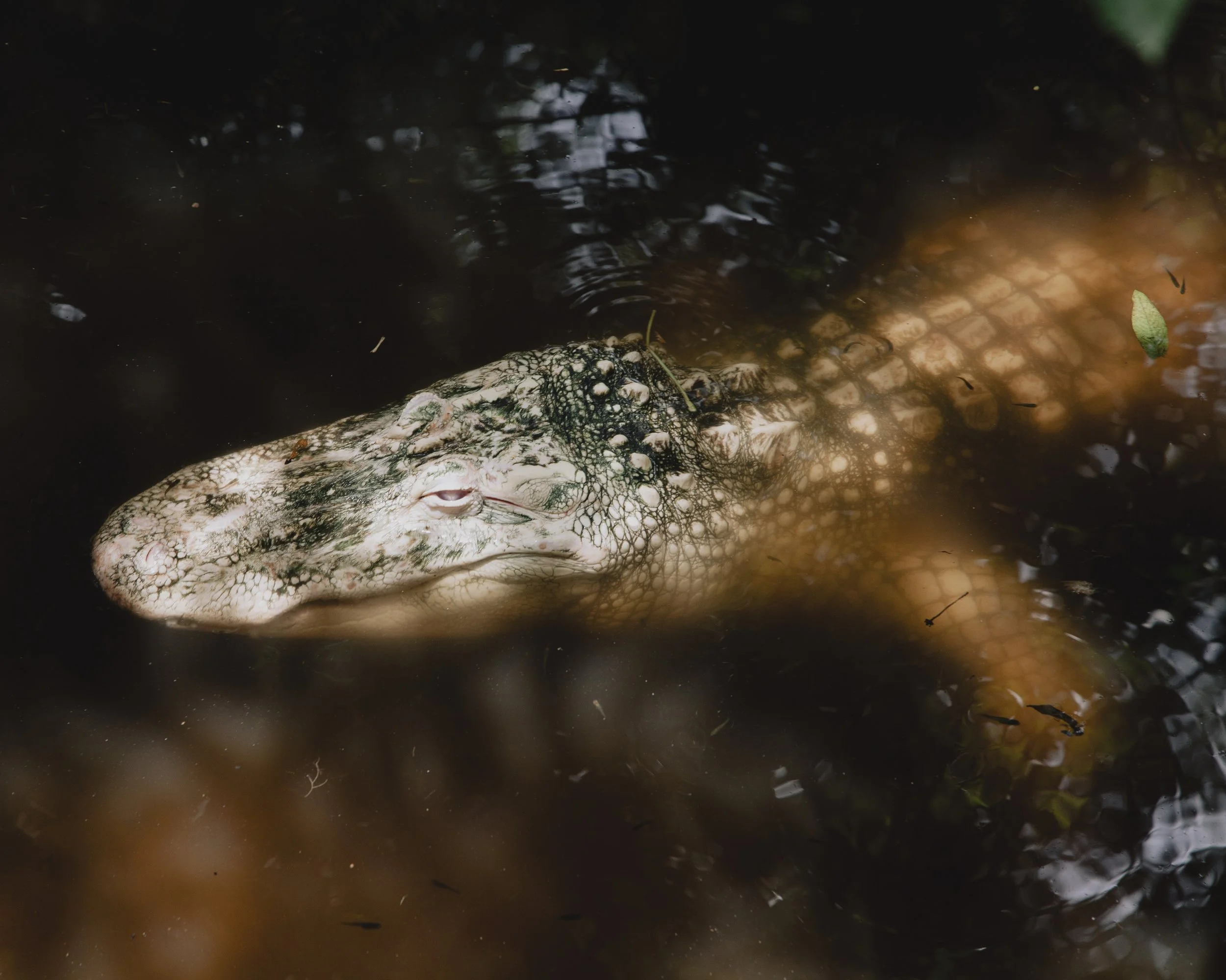 Albino Alligator. Orlando, Florida.