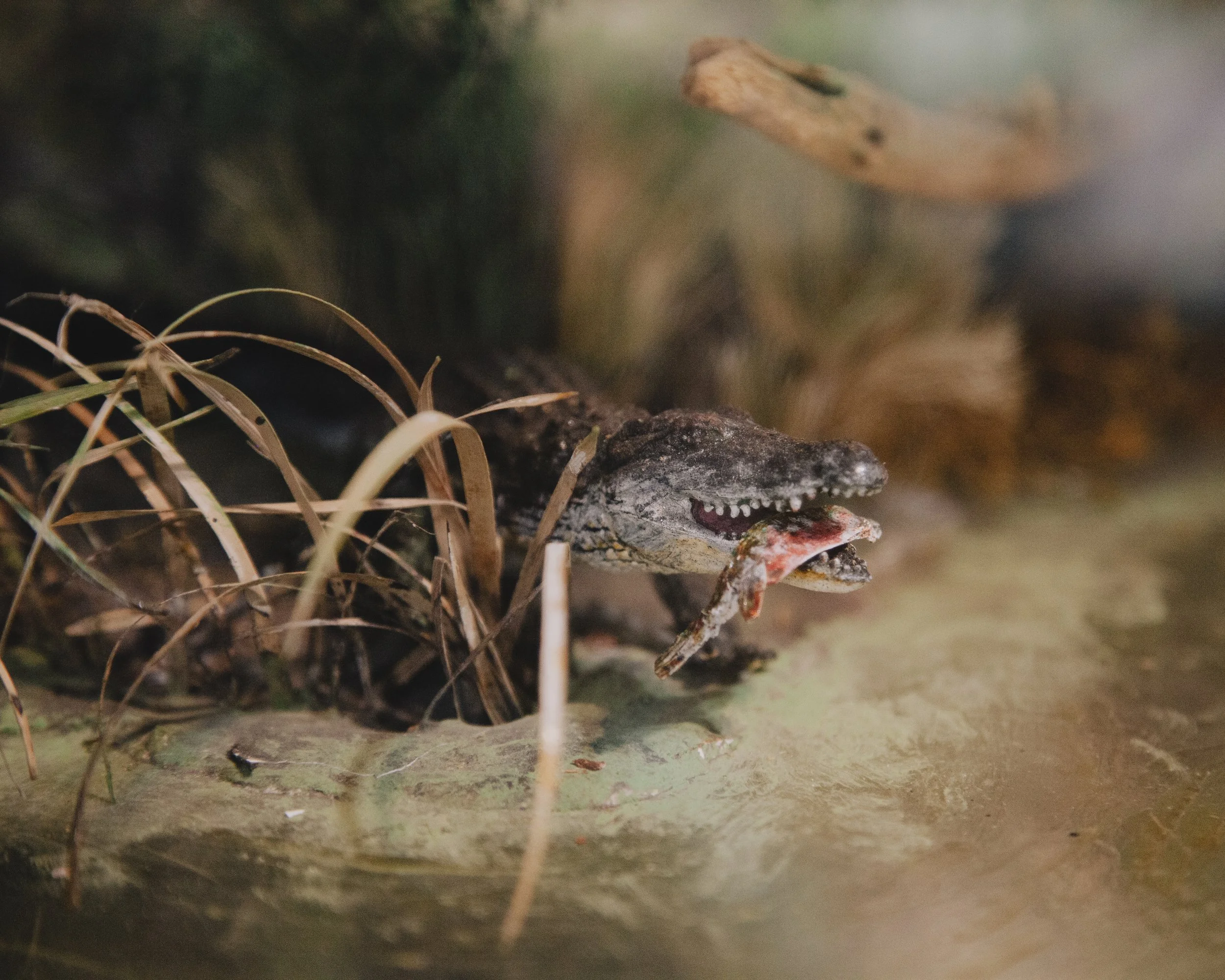 Model Alligator. Turkey Creek Sanctuary, Palm Bay, Florida.