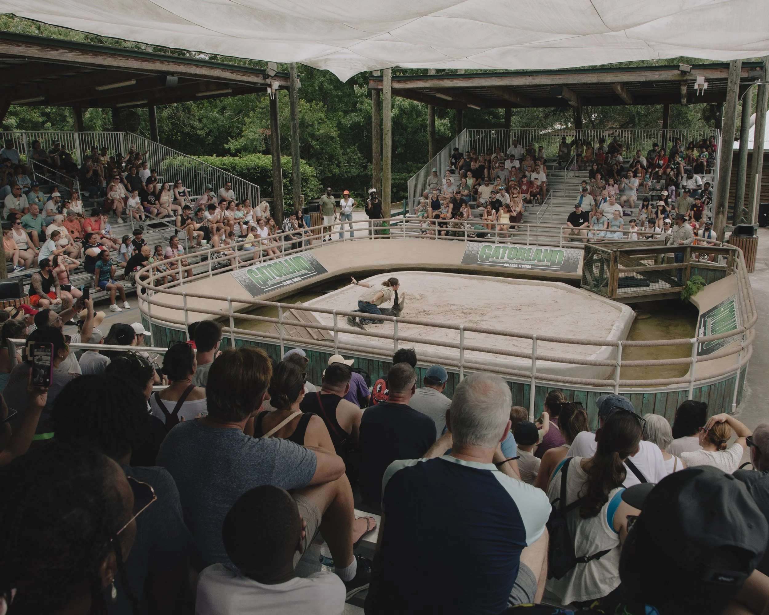 Aligator Show. Orlando, Florida.