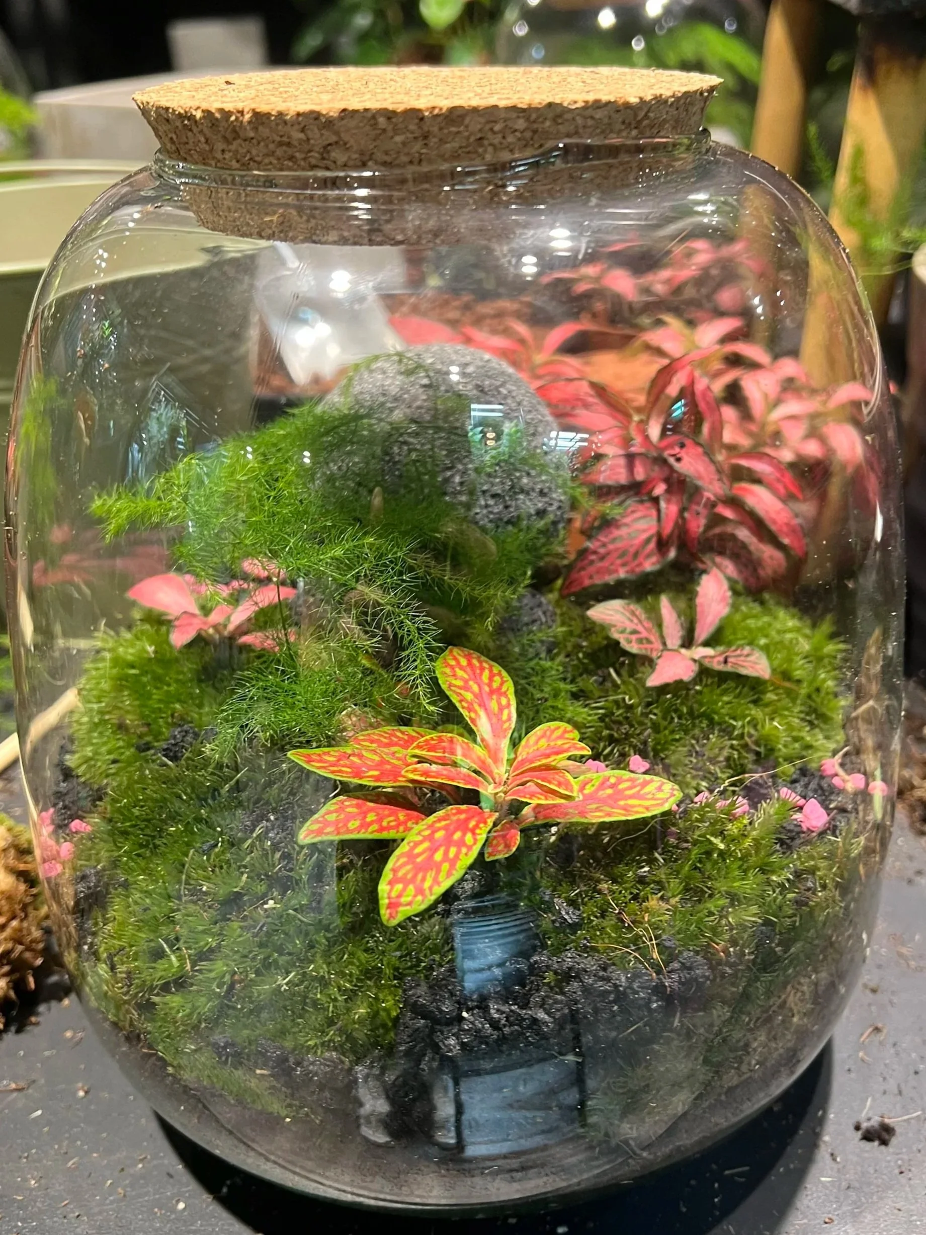 Terrarium.jpg