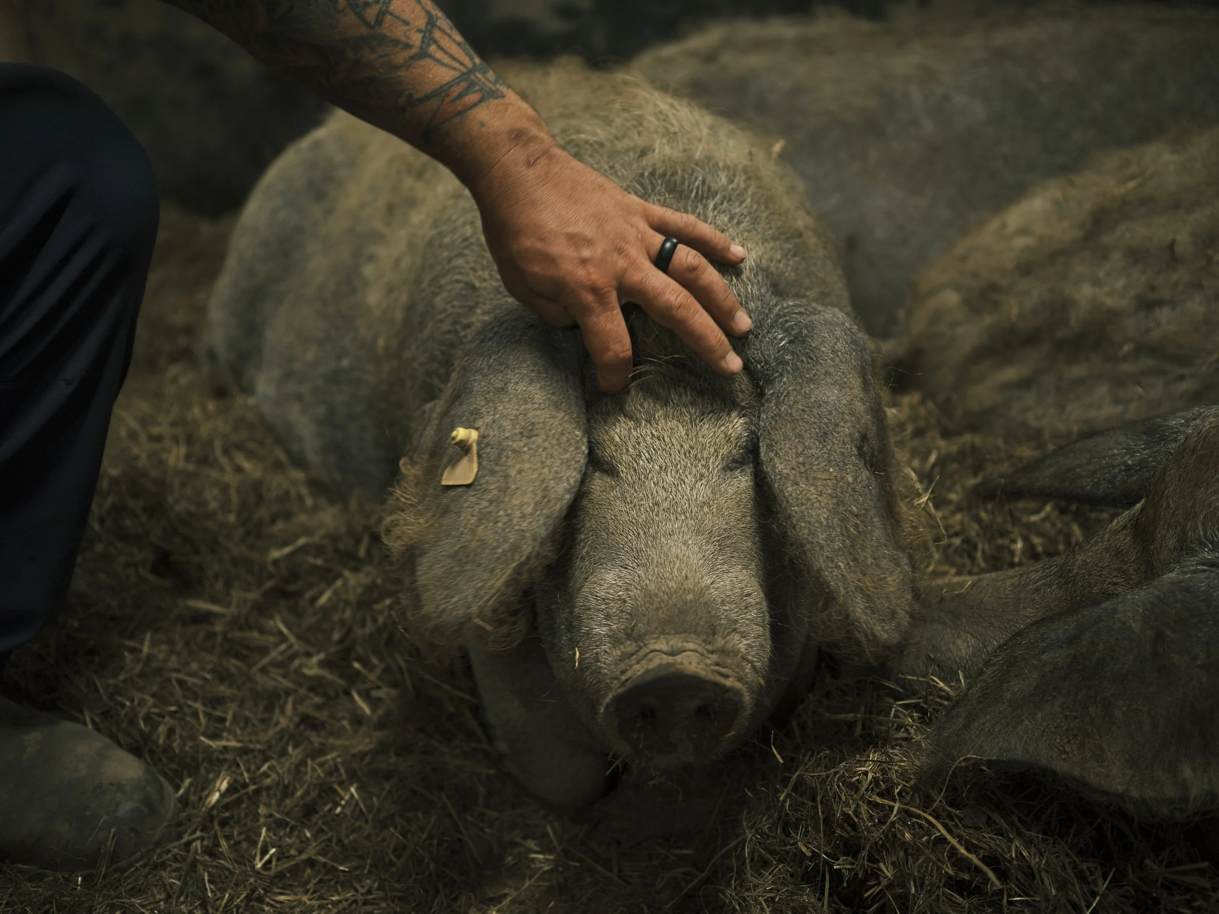 A person with tattoos on the arm petting a large, gray pig lying on a bed of hay in a barn or farm setting.