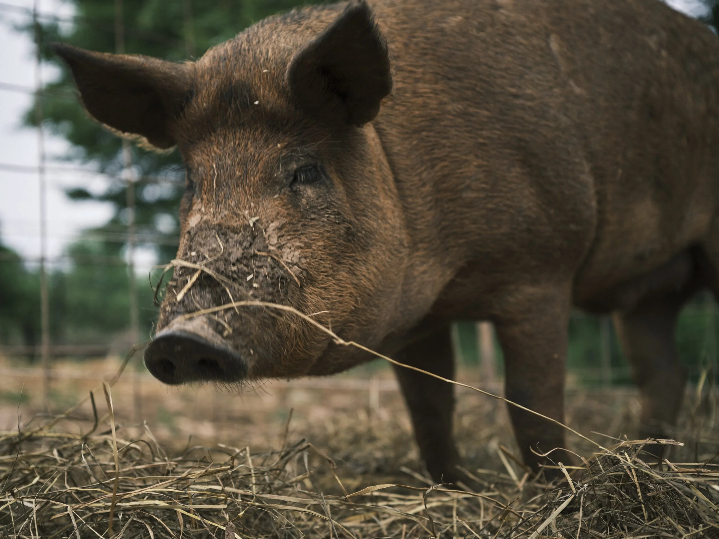 Close-up of a brown pig standing on dirt and straw, with a wire fence and trees in the background.