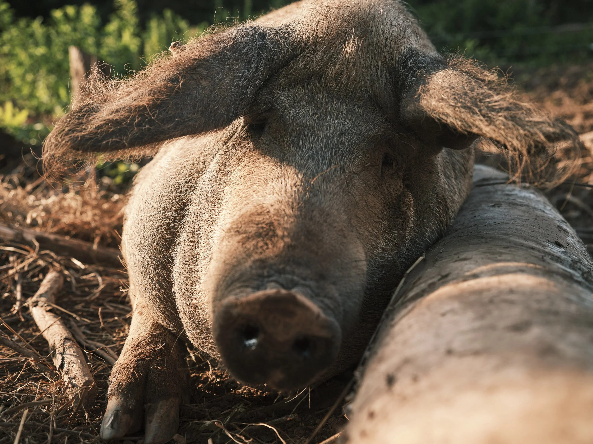 A pig lying down on a log in a natural outdoor setting.