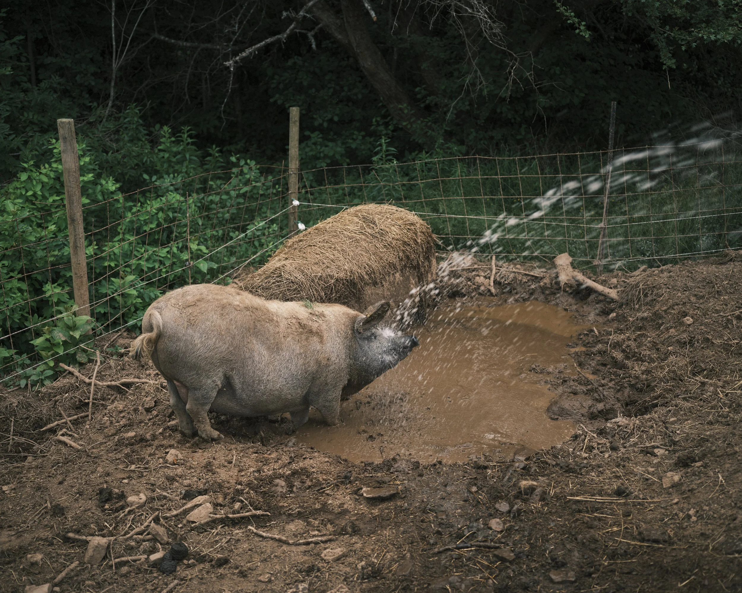 A pig drinking water from a muddy pond in an outdoor pen with a wire fence and green foliage in the background.