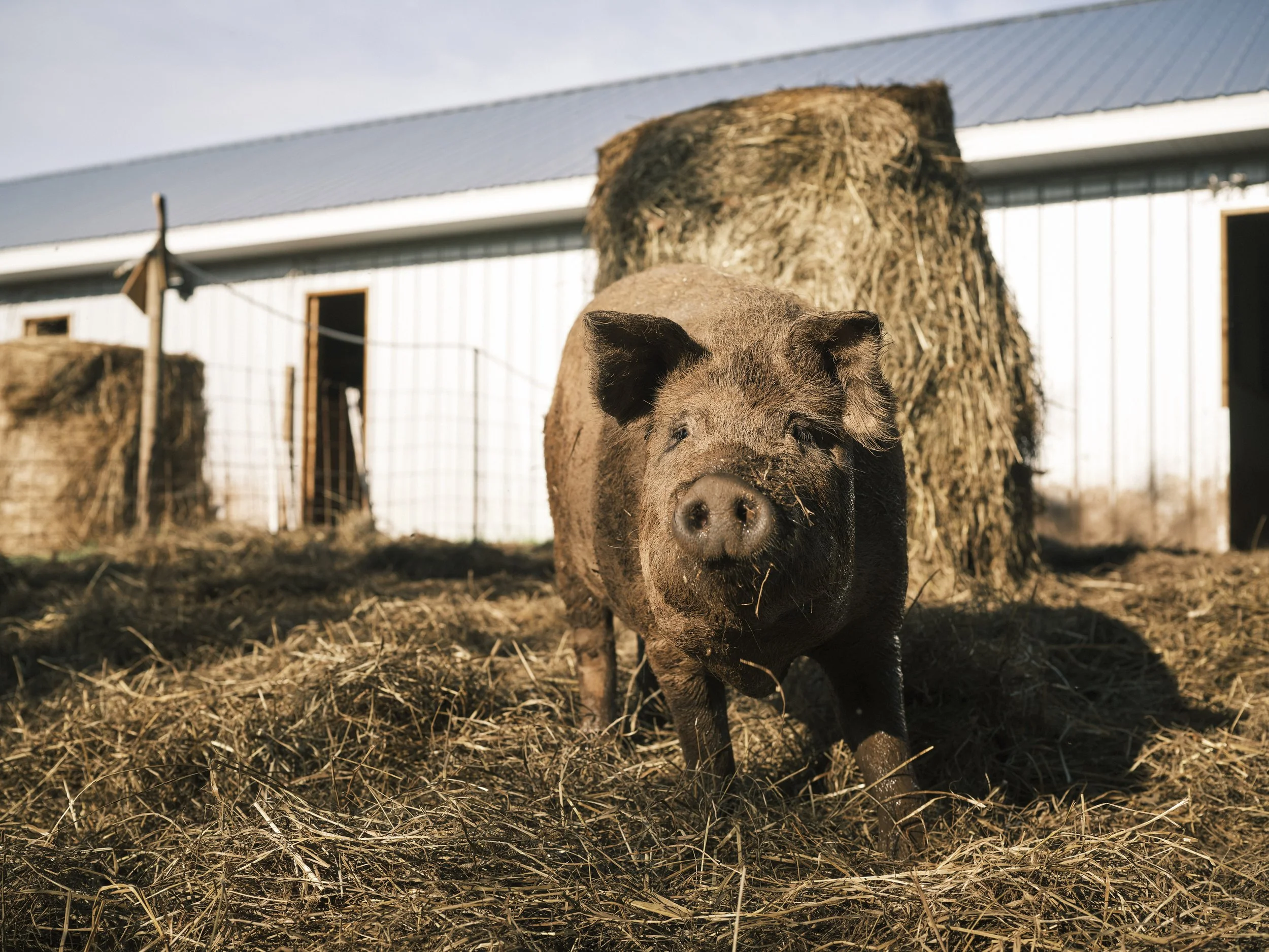 A pig standing on hay in front of a farm building.