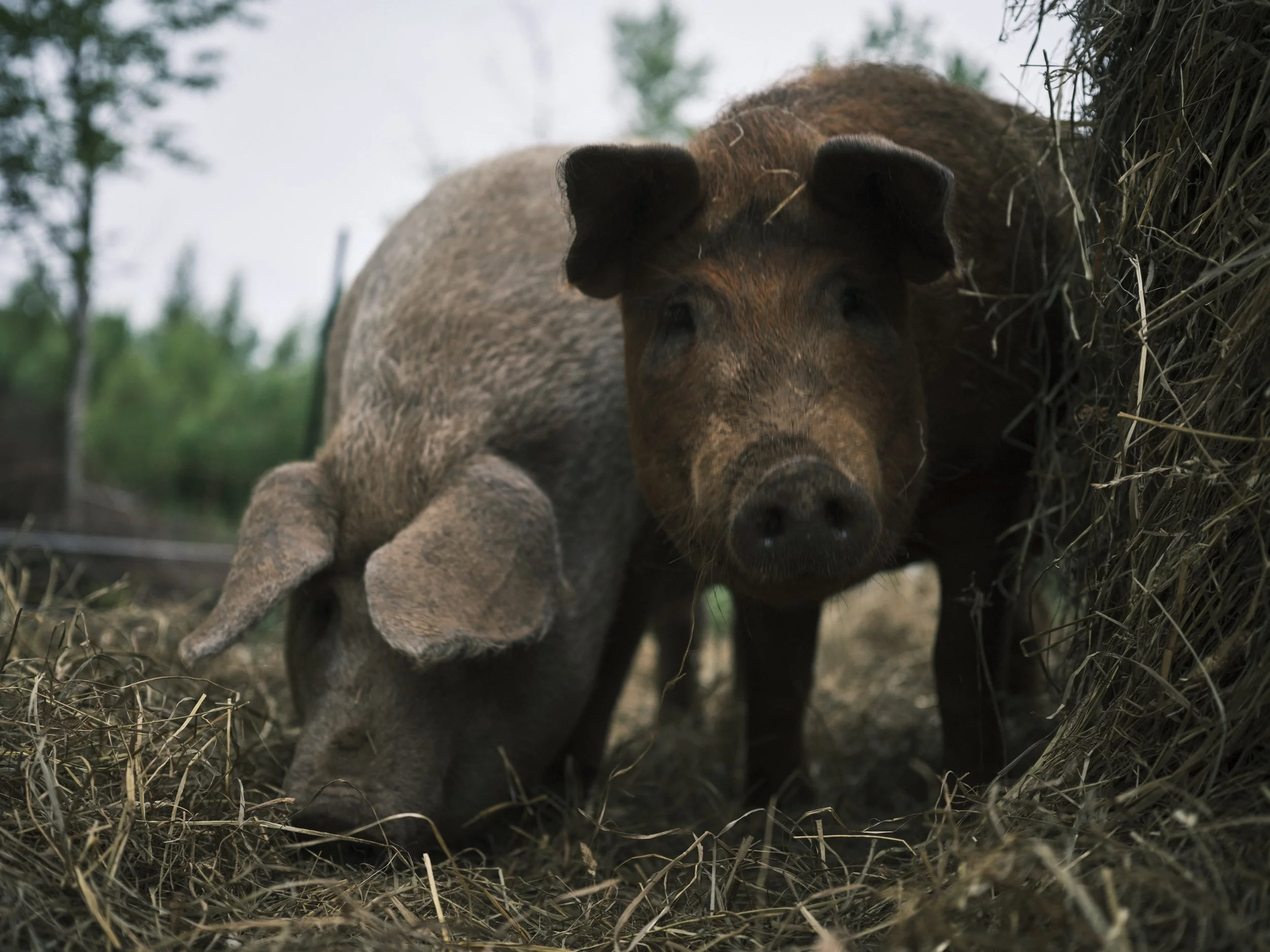 A piglet and a pig standing close to a haystack outdoors with trees in the background.