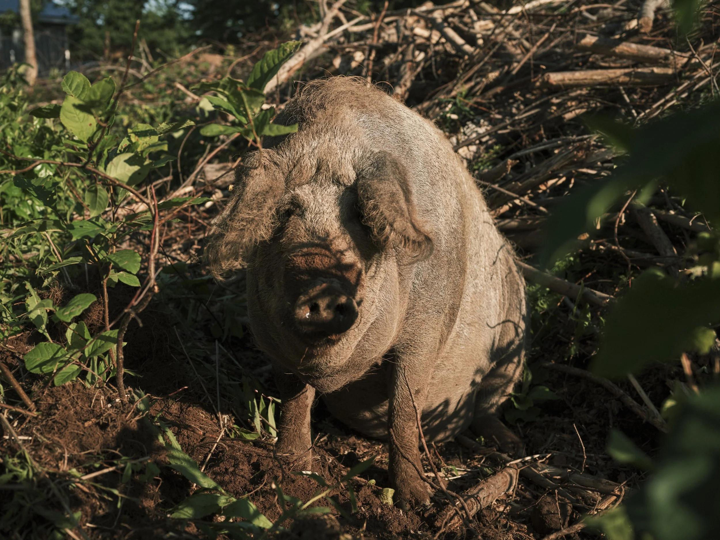 A pig with curly, light-colored hair sitting on the ground surrounded by green foliage and twigs.