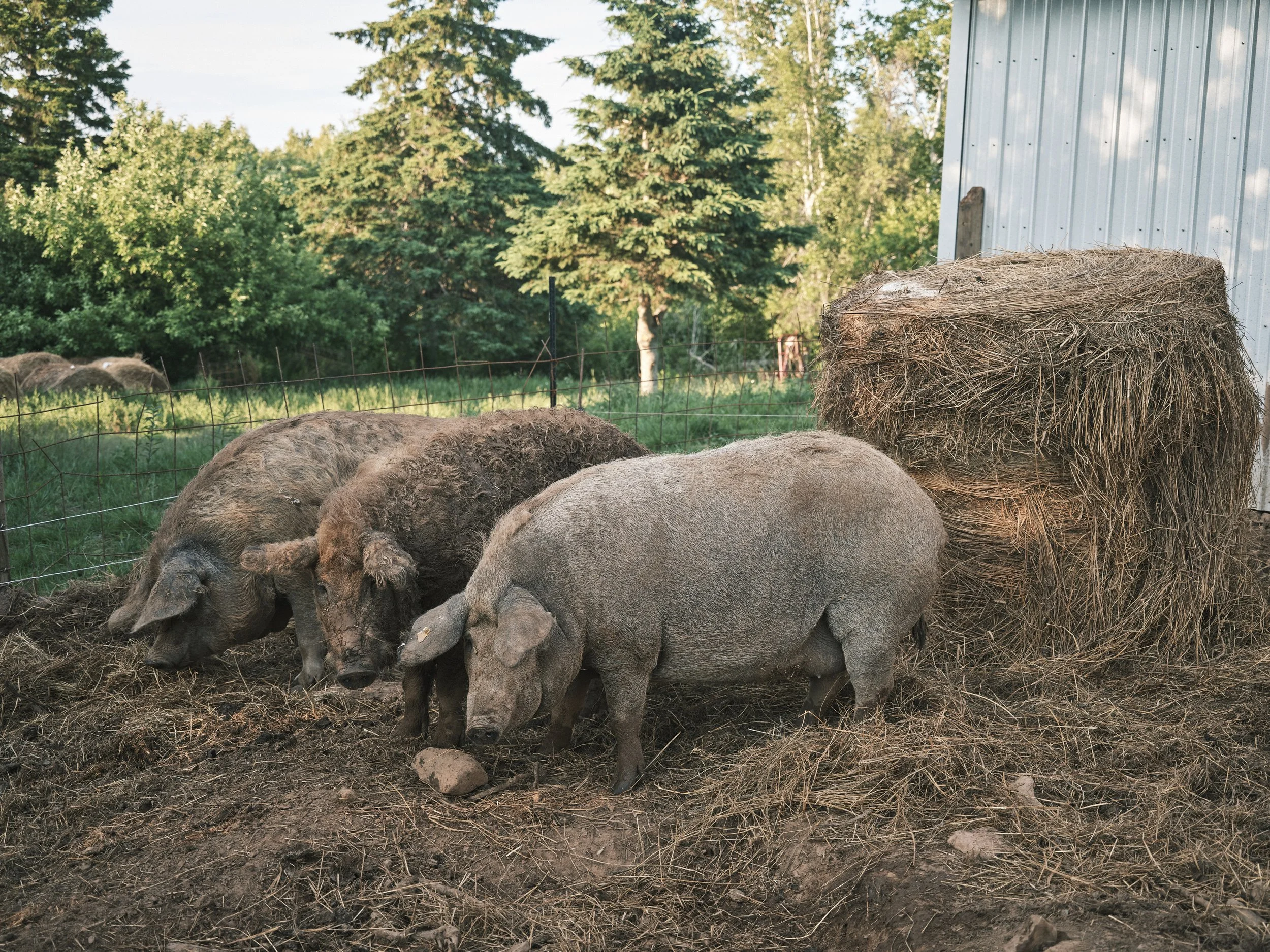 Three pigs in a farmyard next to a hay bale, with trees and a metal building in the background.