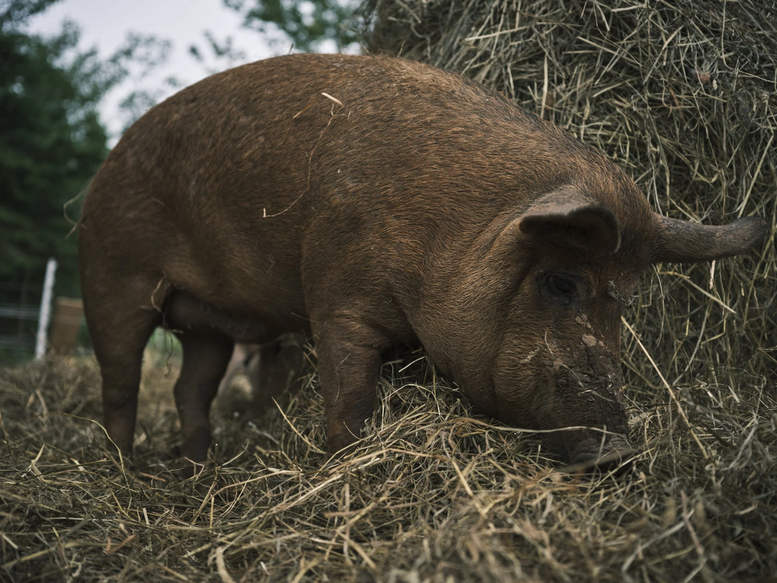 A brown pig with mud on its face, foraging on a bed of hay or straw near a haystack.