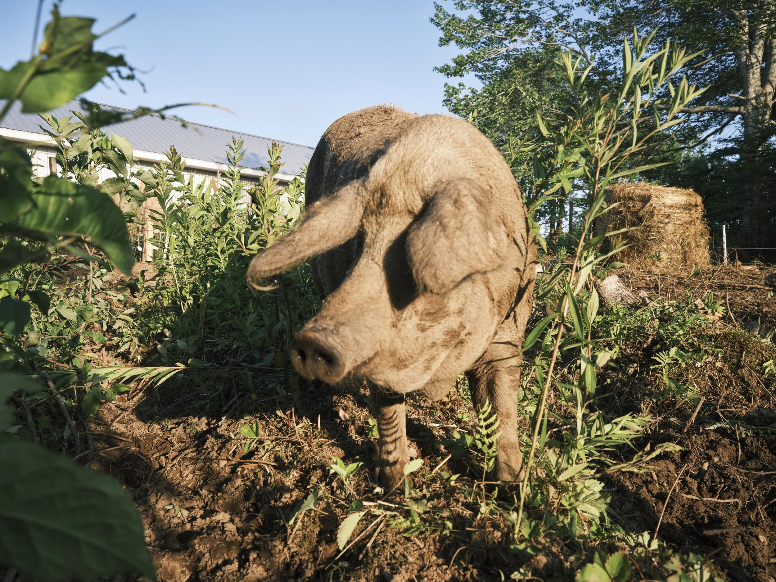 A piglet in a garden with green plants and a hay bale in the background, under a clear blue sky.