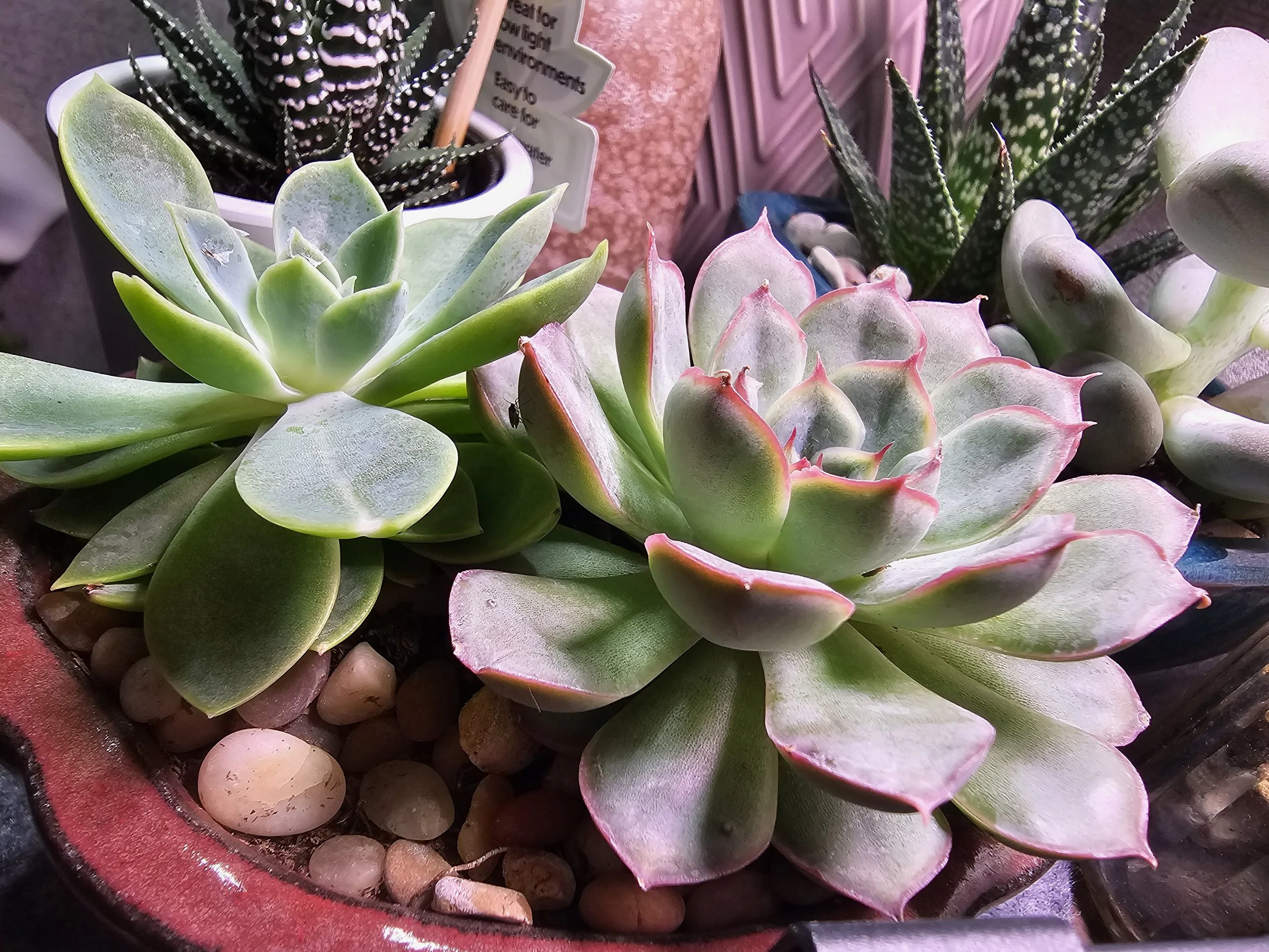 Rose &amp; Greenie