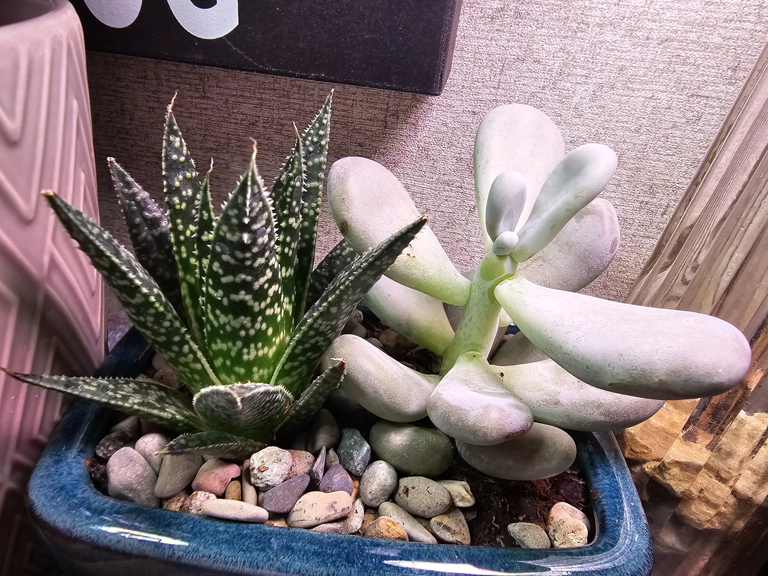 Howie &amp; Grapto