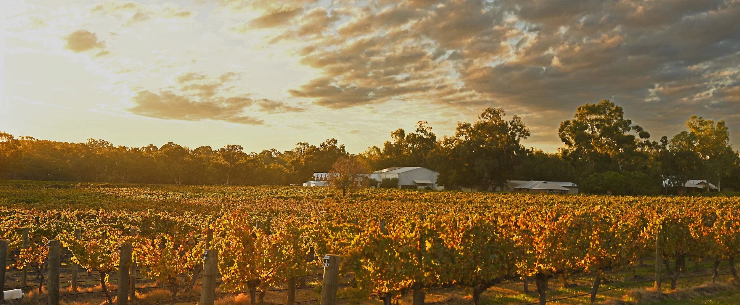 Upper Reach Vineyard - Autumn Sunset