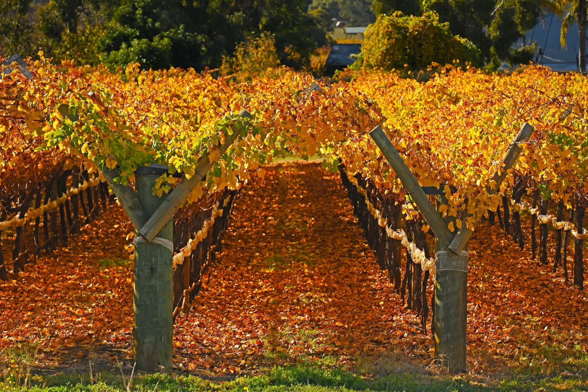 Autumnal Vineyard Arches