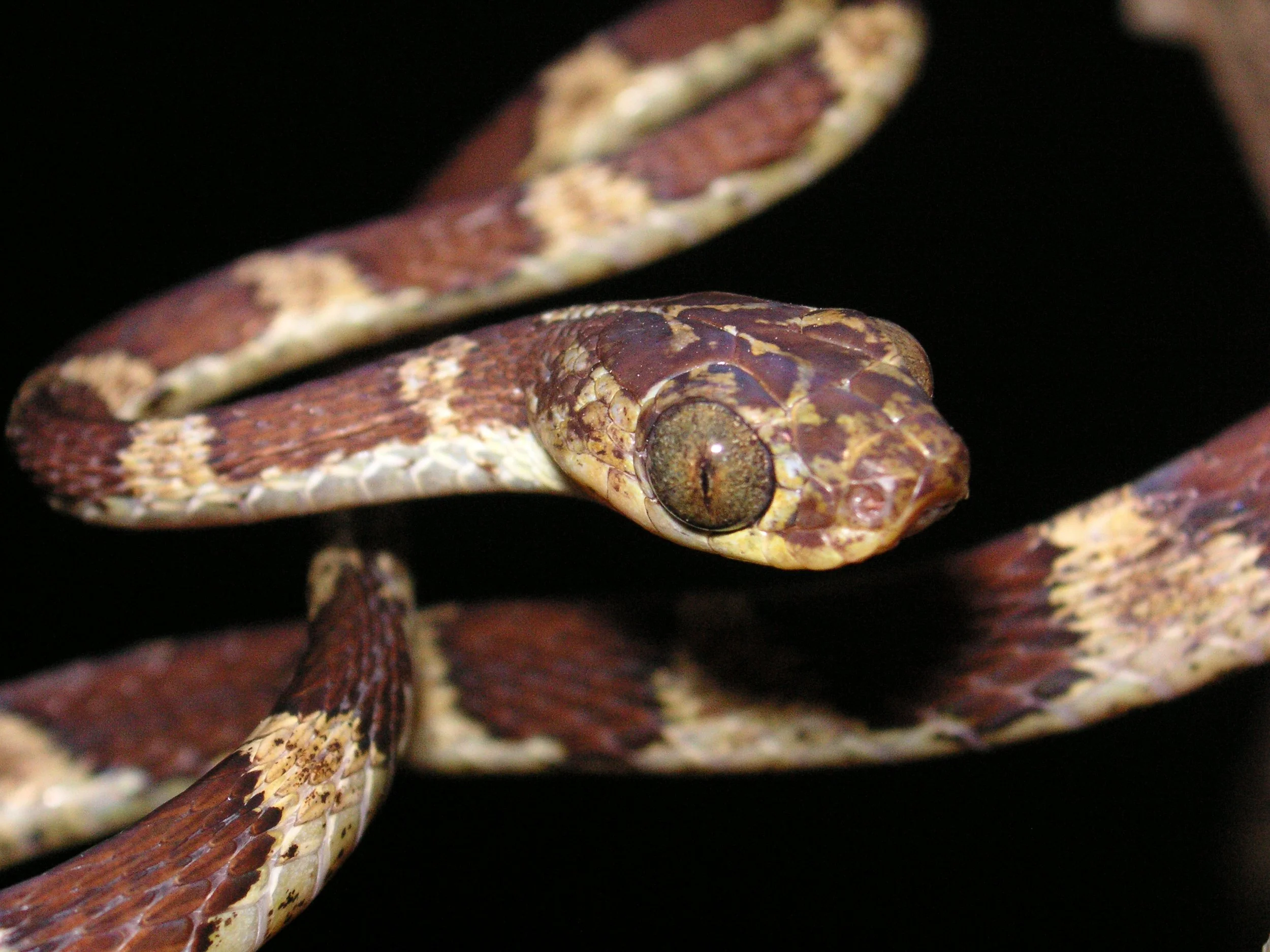 Reptilien Martin Jansen Bermejo 016.jpg