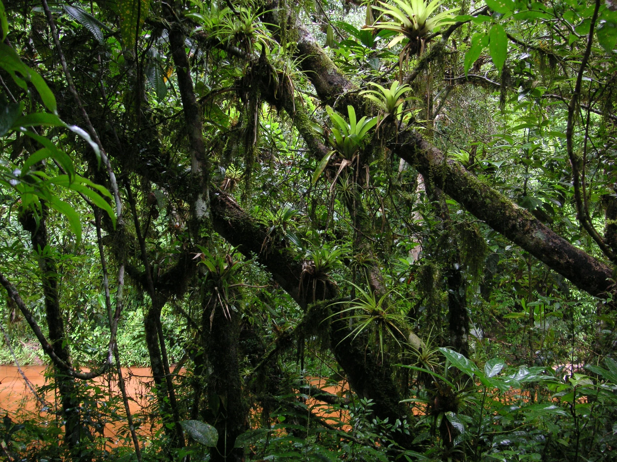 Dichte Regenwaldrinde mit grünen Blättern, Moos und Epiphyten an Ästen.
