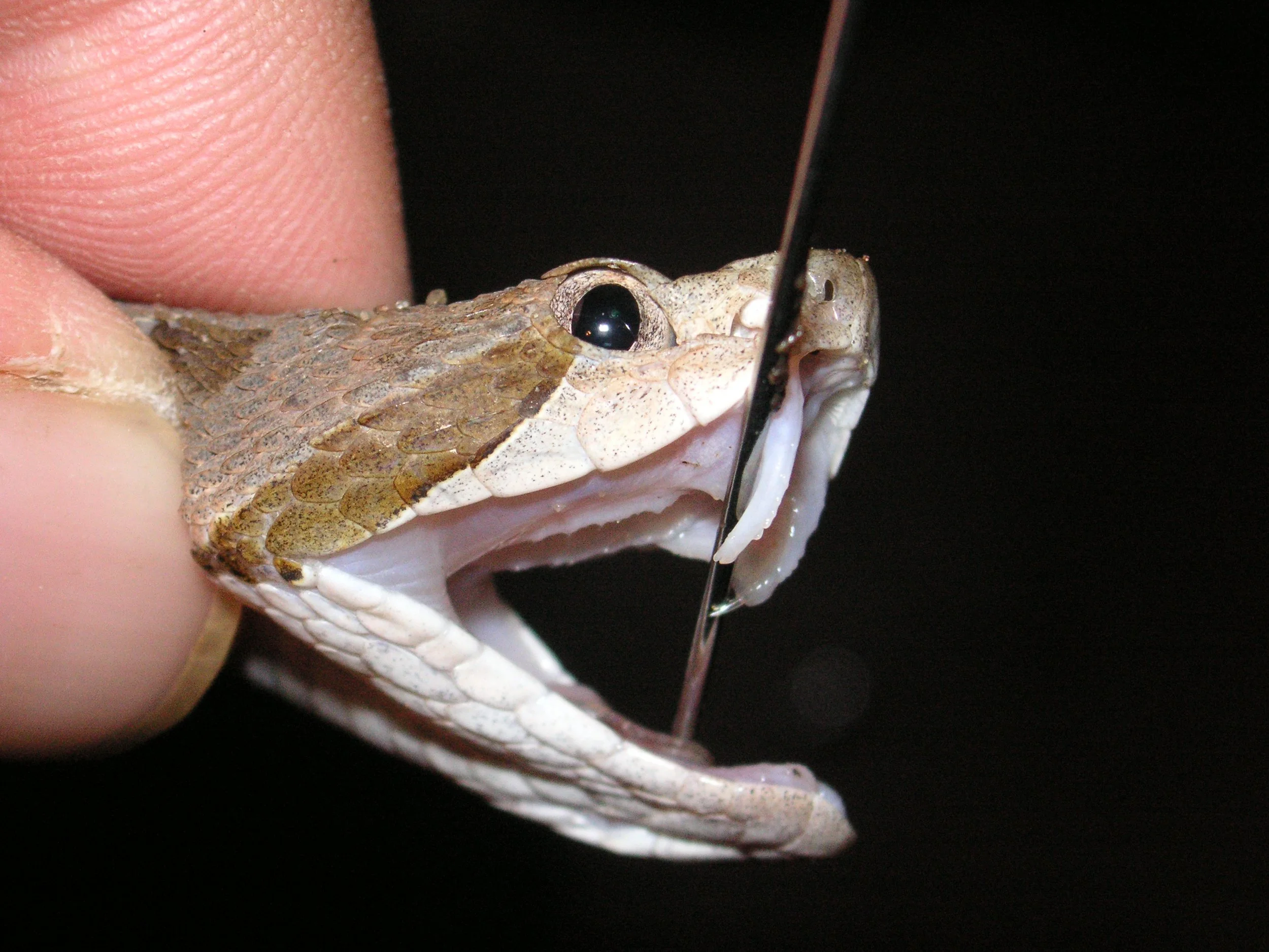 Reptilien Martin Jansen Bermejo 006.jpg