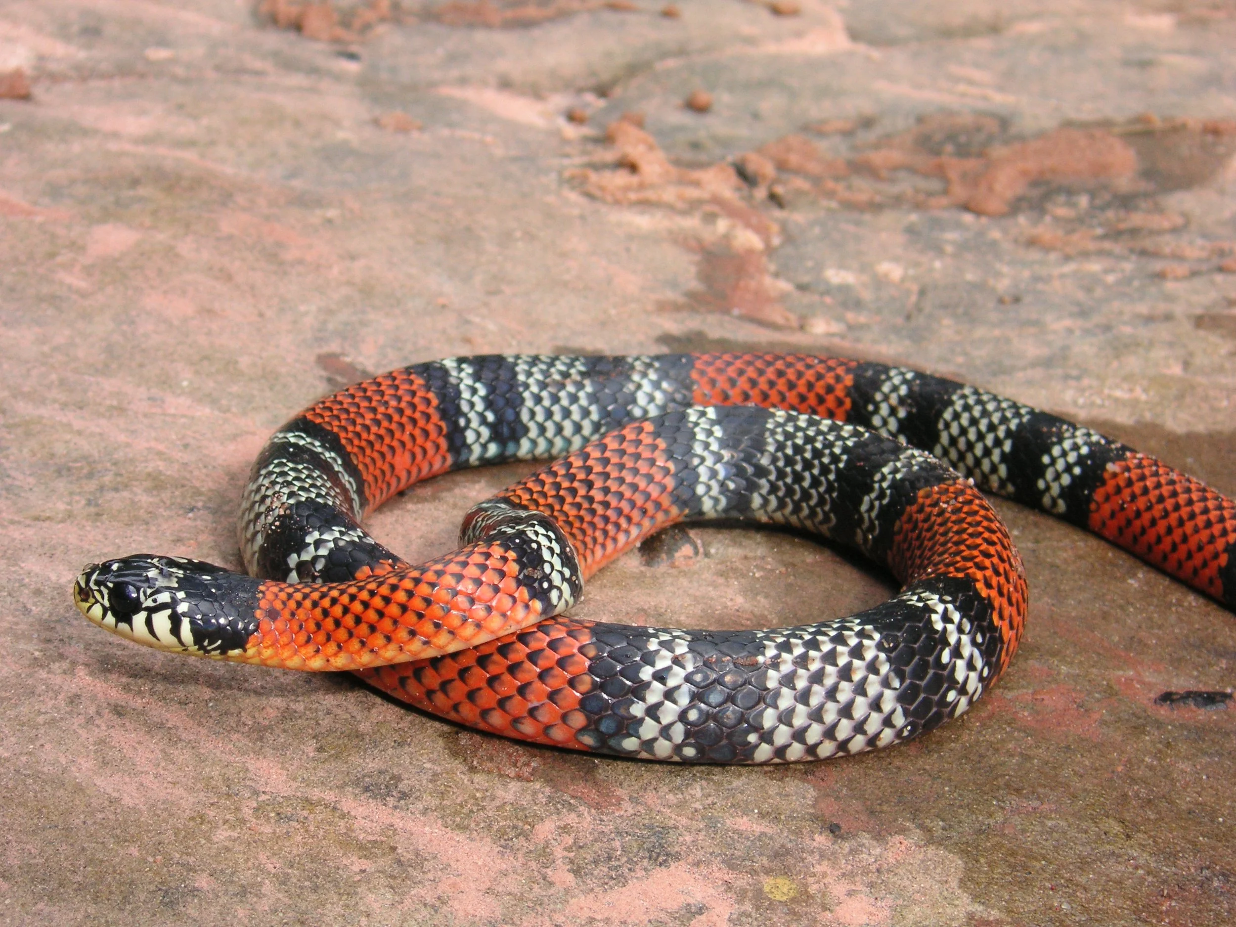 Reptilien Martin Jansen Bermejo 013.jpg