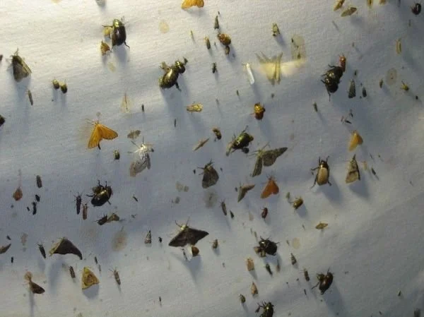 Insectos, Insects, Insekten.jpg