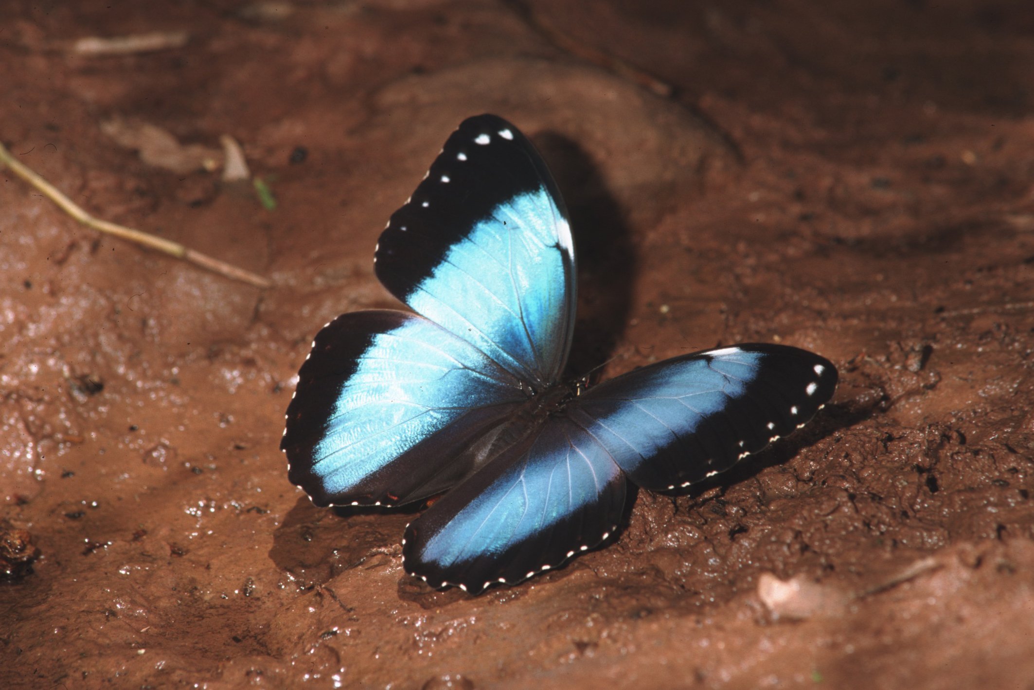 Ein blauer Schmetterling auf brauner Erde mit schwarzen Flügelrändern.